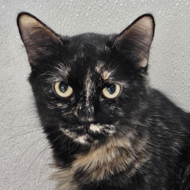 Enlarge Giselle, a Adoptable Domestic Medium Hair in Las Cruces, NM image 4/6