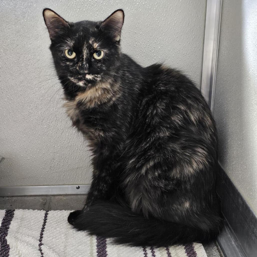 Enlarge Giselle, a Adoptable Domestic Medium Hair in Las Cruces, NM image 5/6