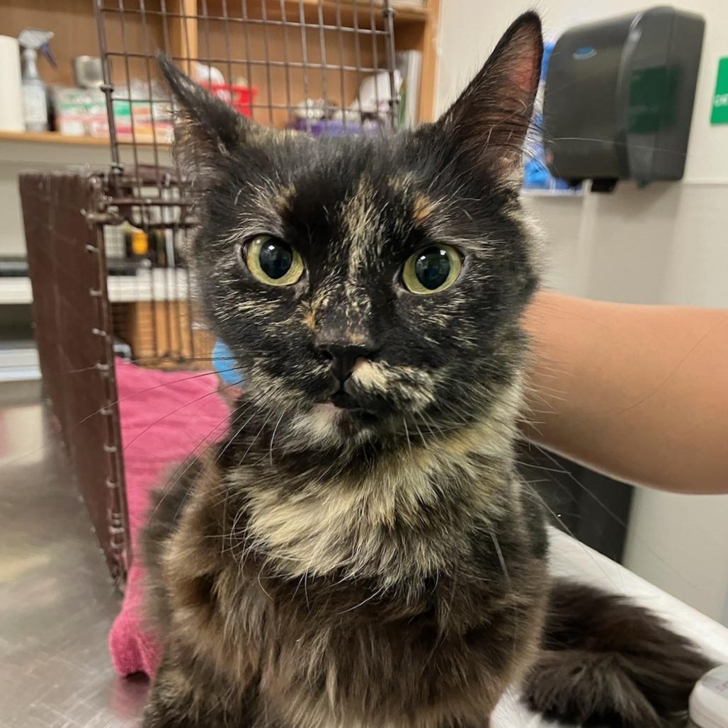 Enlarge Giselle, a Adoptable Domestic Medium Hair in Las Cruces, NM image 6/6