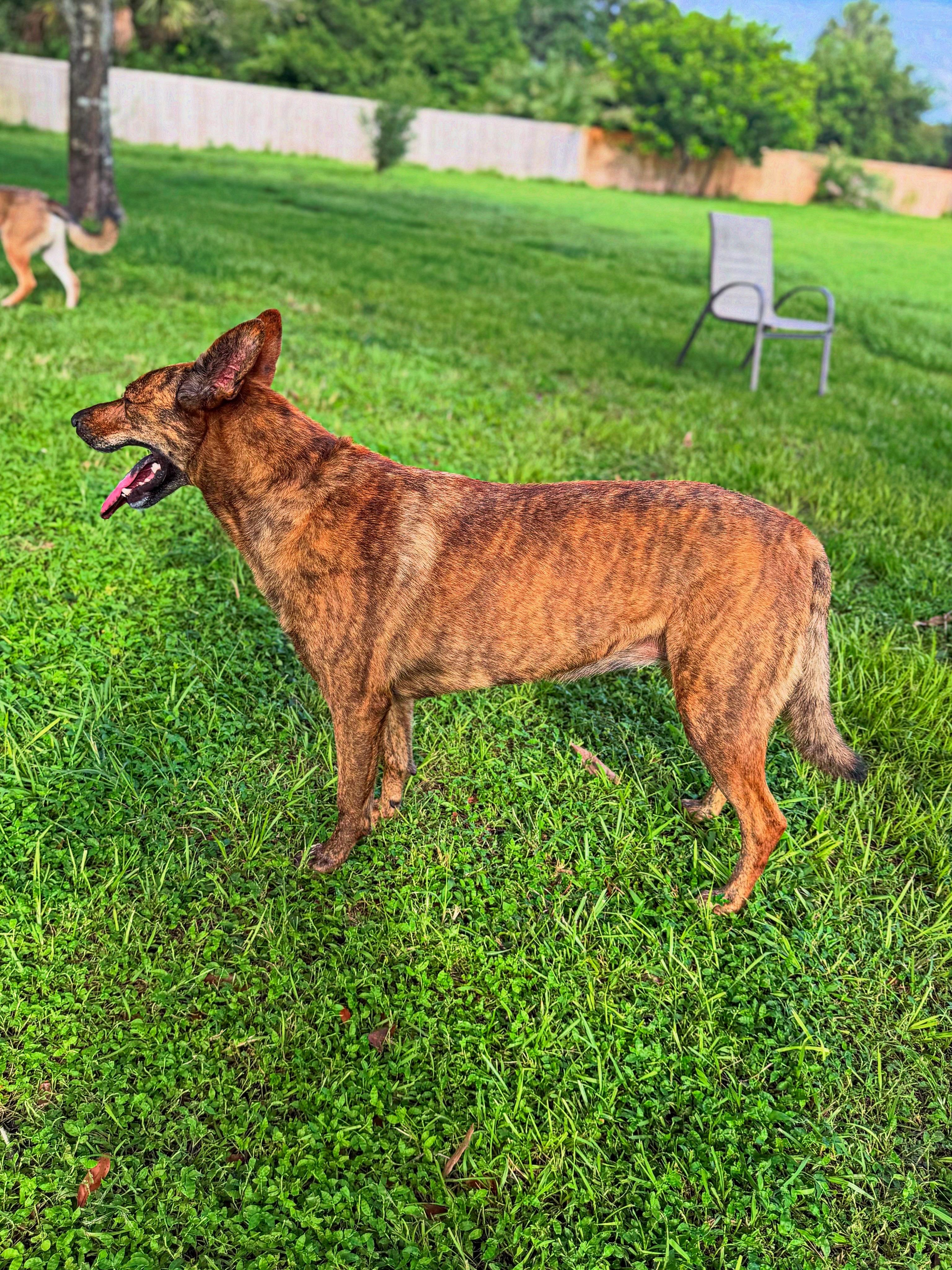 Enlarge Luna, a Adoptable mixed breed in Port Saint Lucie, FL image 3/6