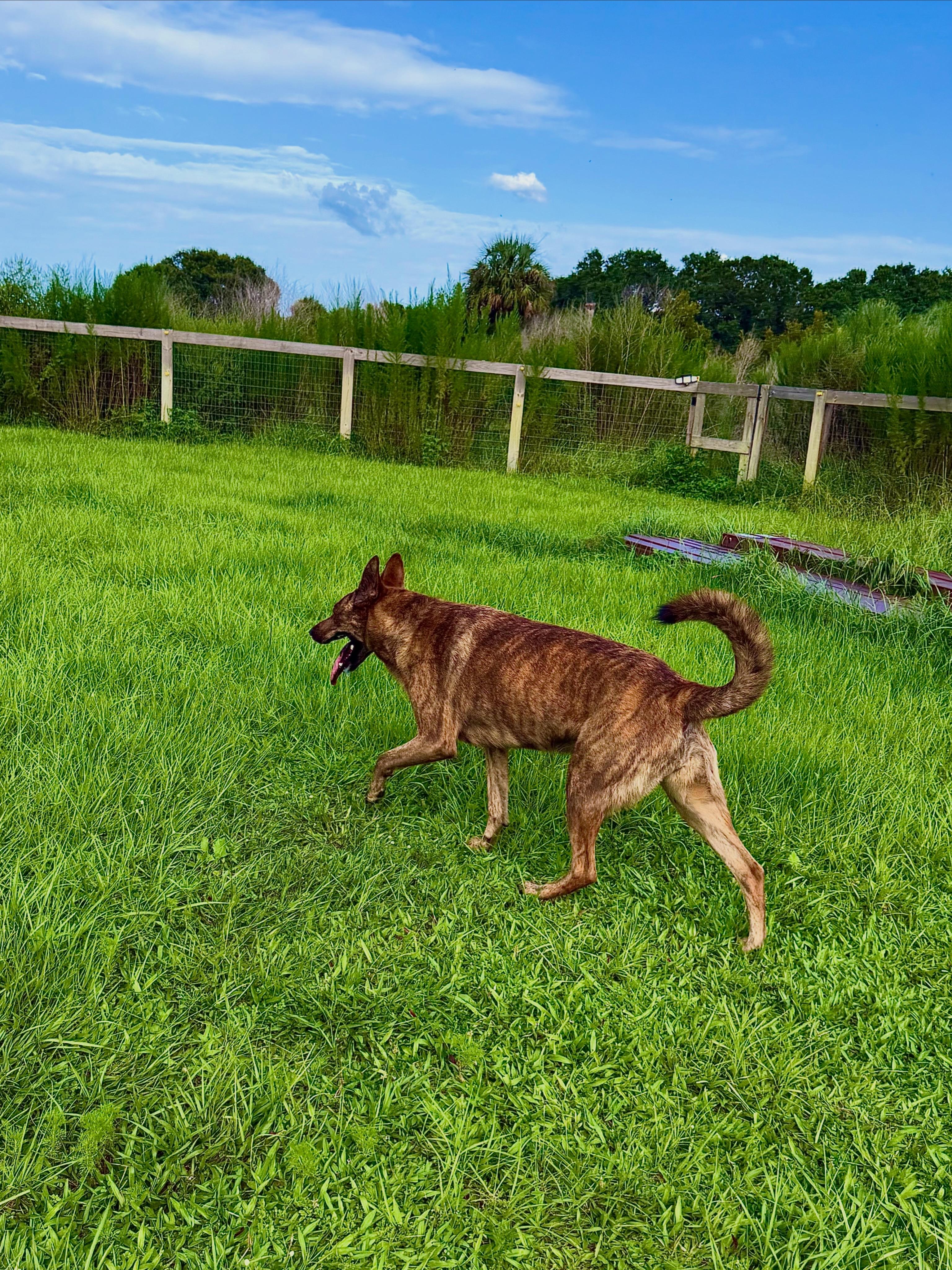 Enlarge Luna, a Adoptable mixed breed in Port Saint Lucie, FL image 1/6