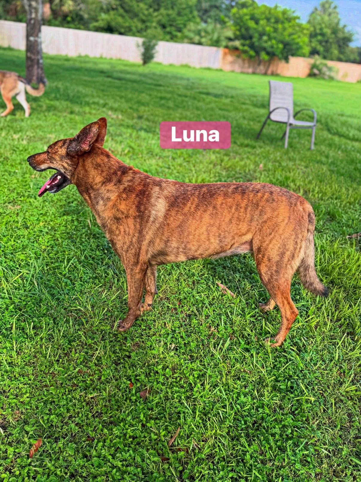 Enlarge Luna, a Adoptable mixed breed in Port Saint Lucie, FL image 2/6