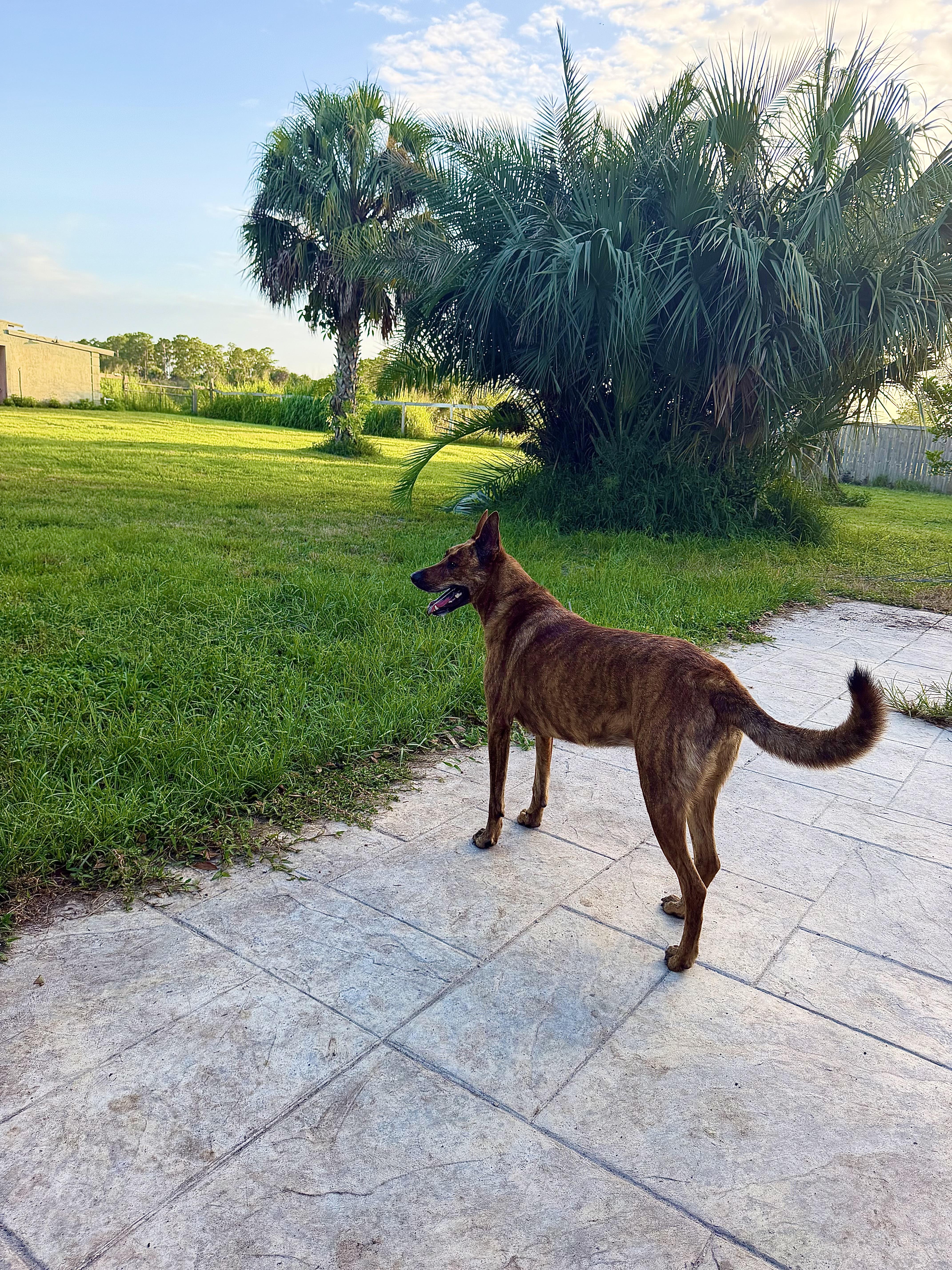 Enlarge Luna, a Adoptable mixed breed in Port Saint Lucie, FL image 6/6