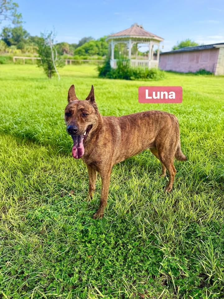 Enlarge Luna, a Adoptable mixed breed in Port Saint Lucie, FL image 4/6