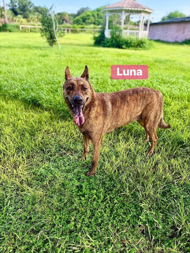 Enlarge Luna, a Adoptable mixed breed in Port Saint Lucie, FL image 5/6