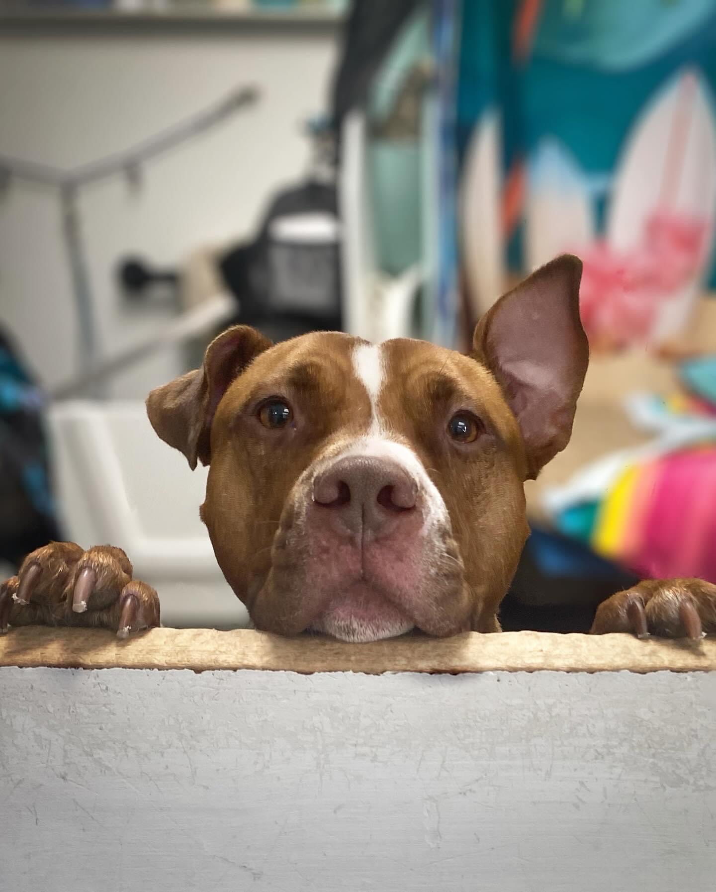 Enlarge Silas, a Adoptable Pit Bull Terrier in Manchester, CT image 18/20
