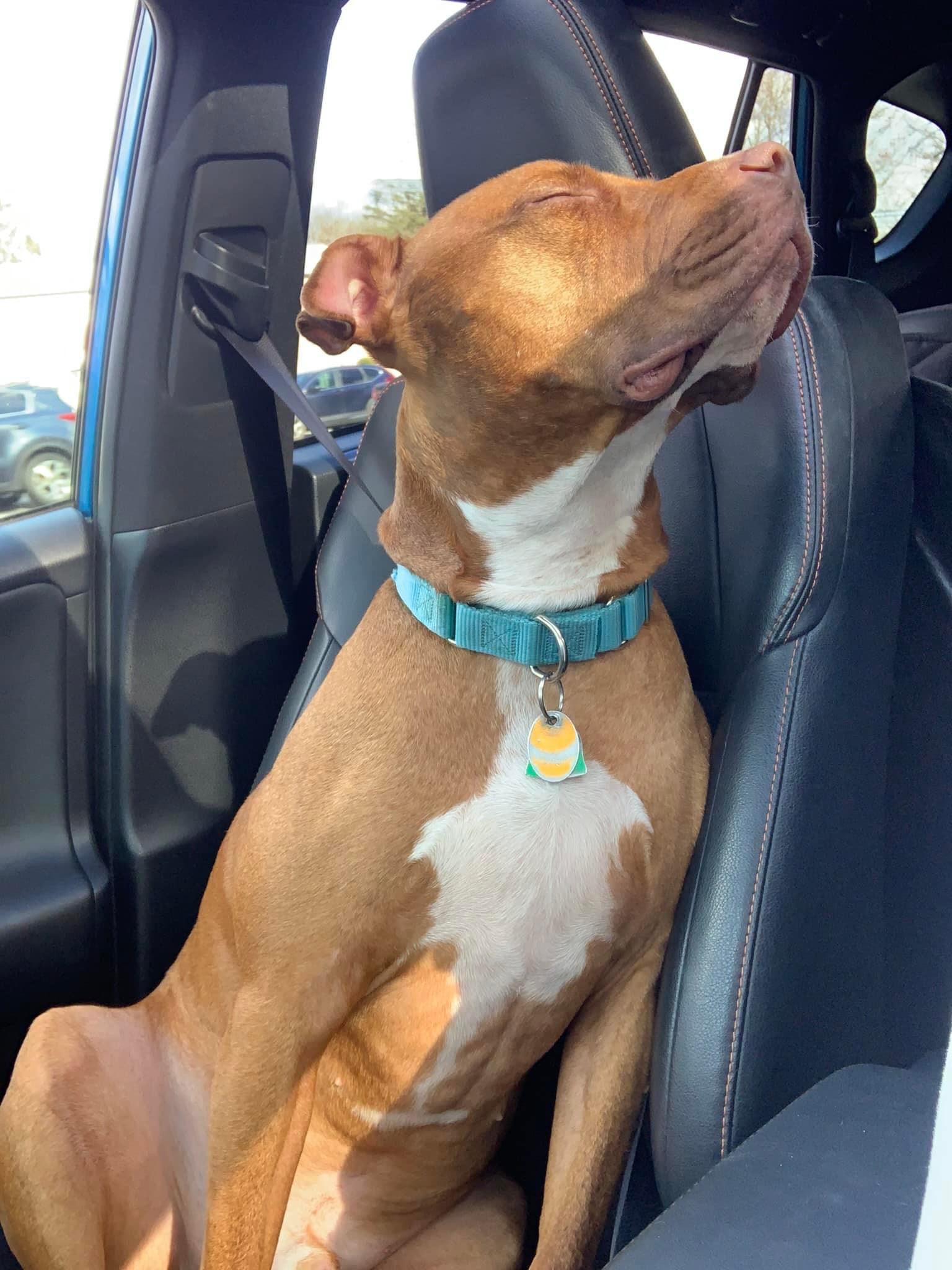 Enlarge Silas, a Adoptable Pit Bull Terrier in Manchester, CT image 20/20