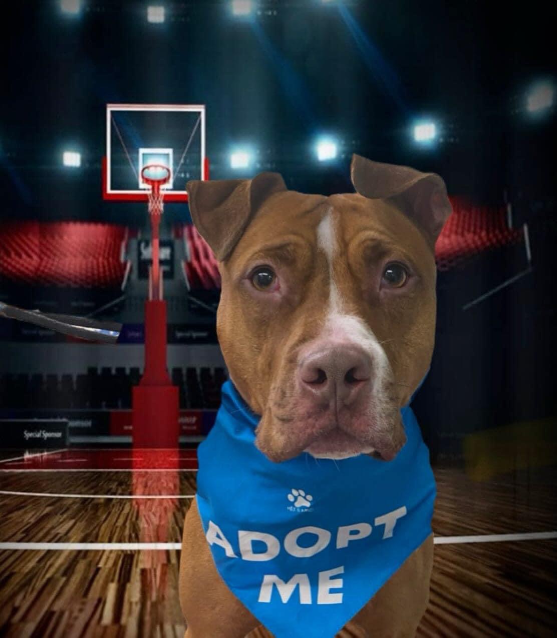 Enlarge Silas, a Adoptable Pit Bull Terrier in Manchester, CT image 17/20