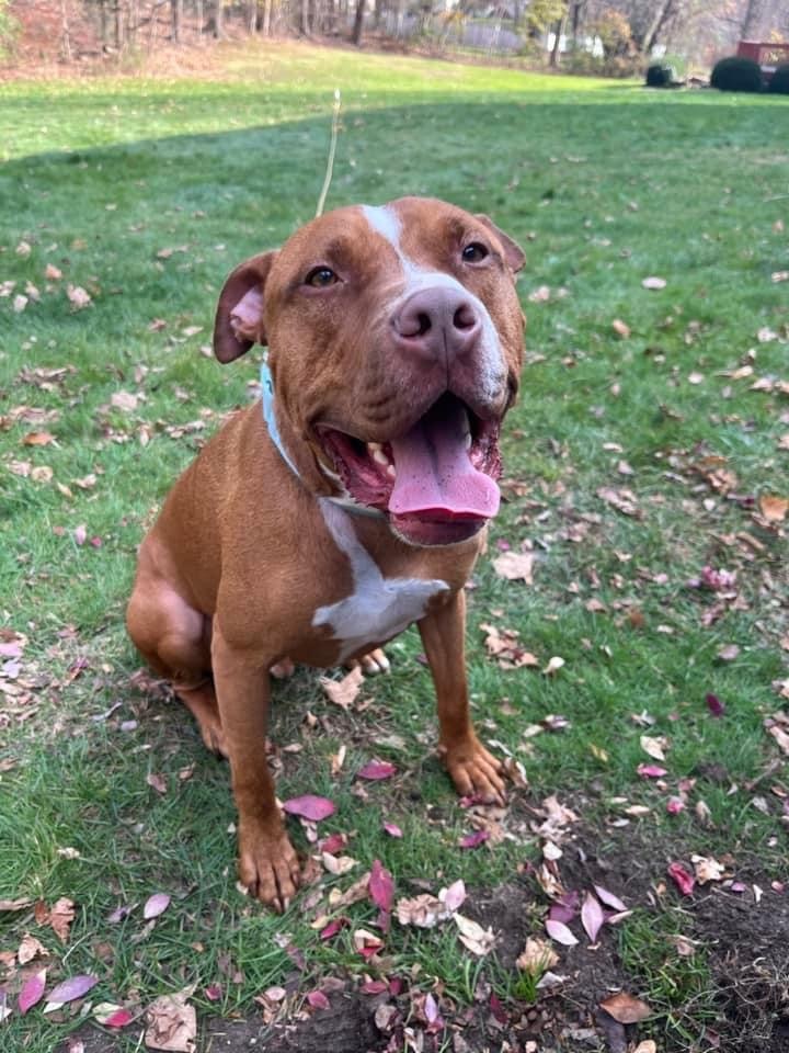 Enlarge Silas, a Adoptable Pit Bull Terrier in Manchester, CT image 1/20
