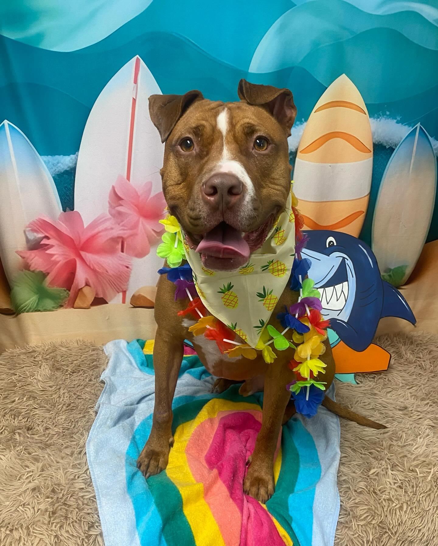 Enlarge Silas, a Adoptable Pit Bull Terrier in Manchester, CT image 19/20