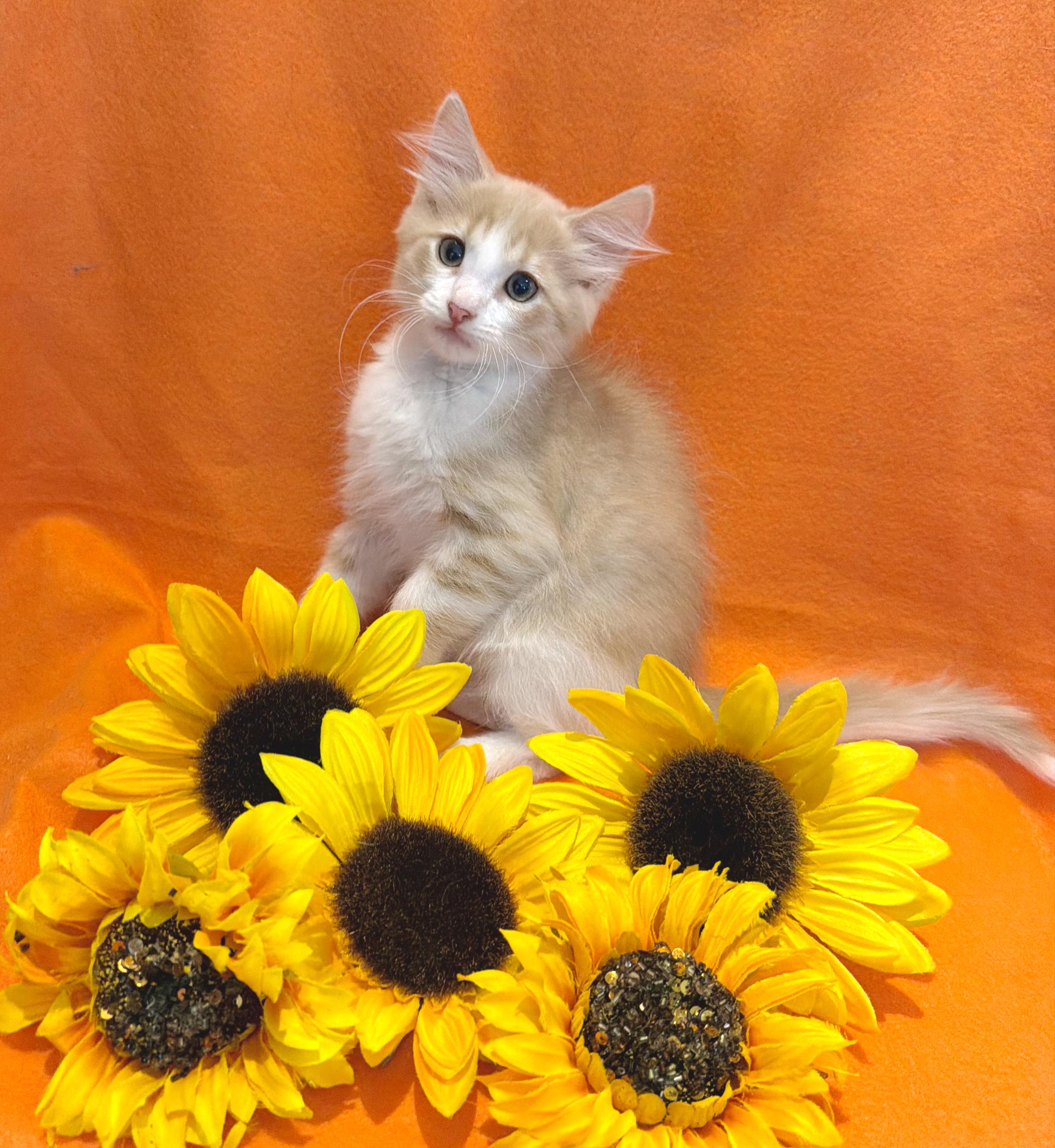 Scotch, Adopted, Kitten Male Domestic Medium Hair & Tiger.