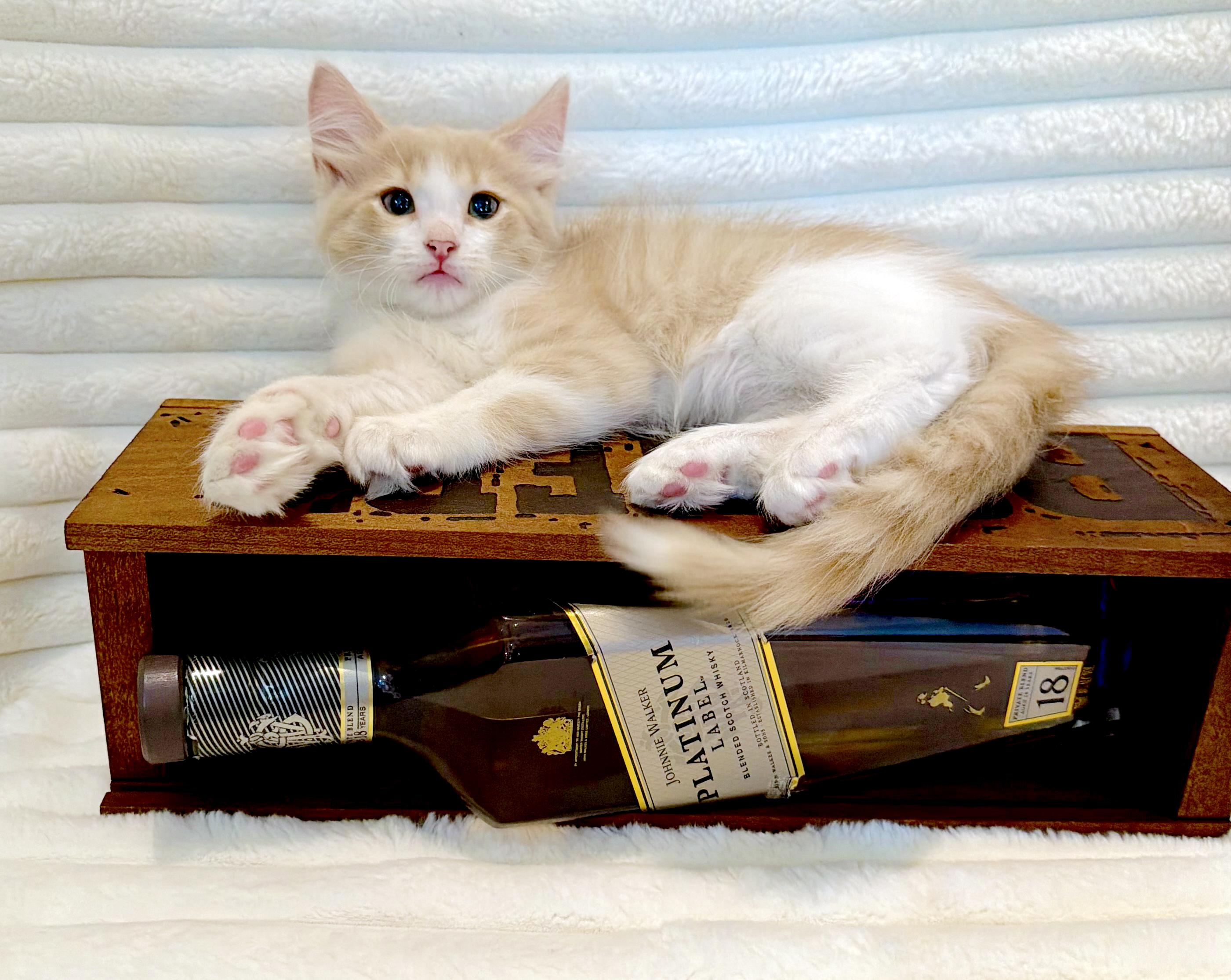 Enlarge Scotch, a Adopted mixed breed in Lake Monroe, FL image 2/5