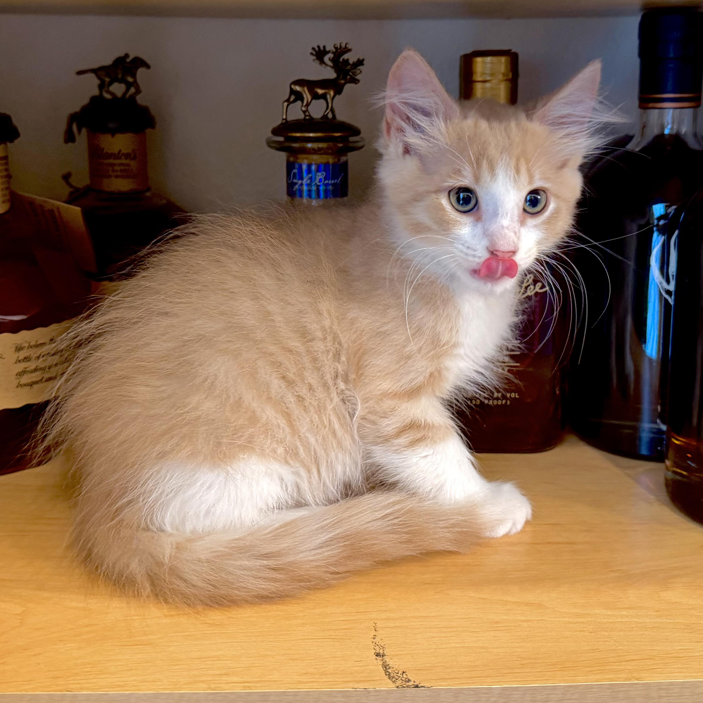 Enlarge Scotch, a Adopted mixed breed in Lake Monroe, FL image 5/5
