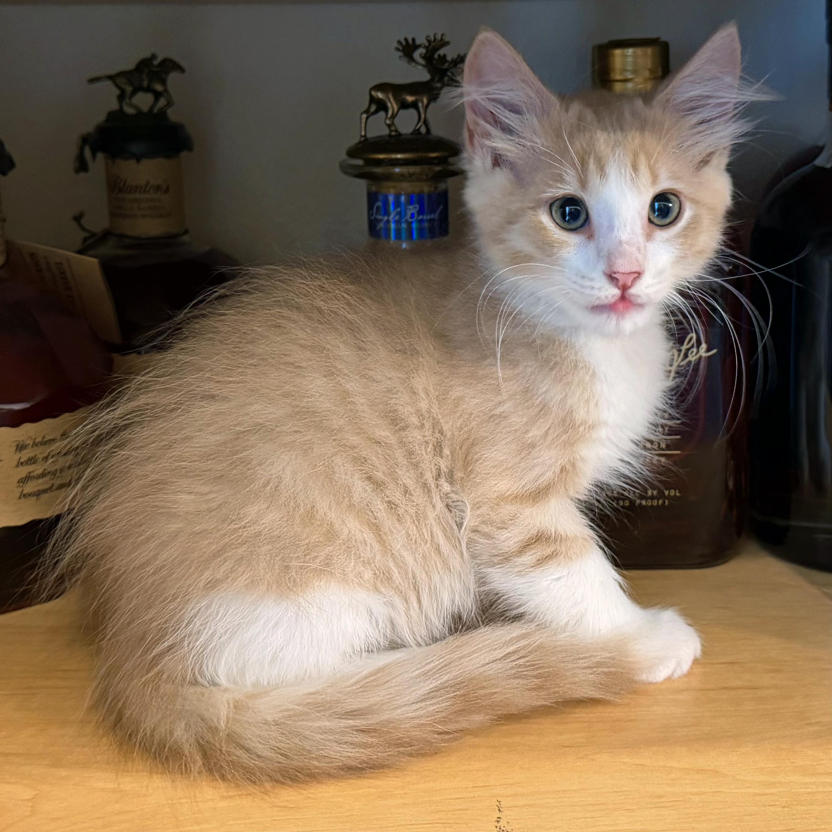 Enlarge Scotch, a Adopted mixed breed in Lake Monroe, FL image 4/5