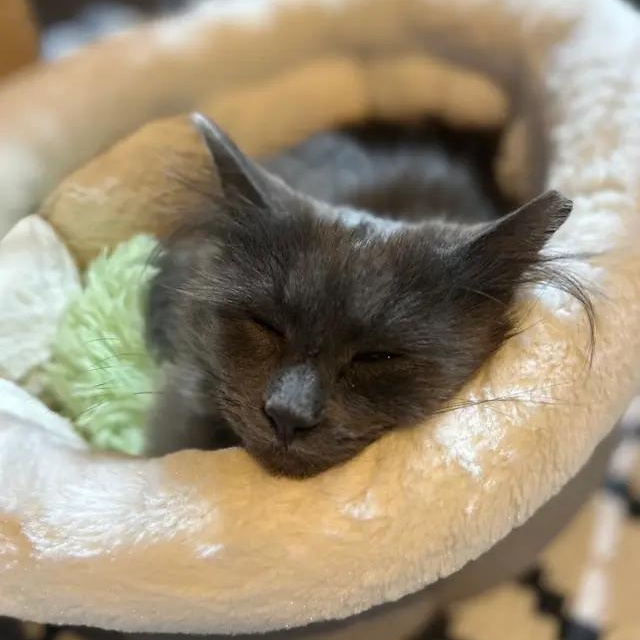 Smokey, a ADOPTABLE Domestic Medium Hair in Columbus , OH image 1/5