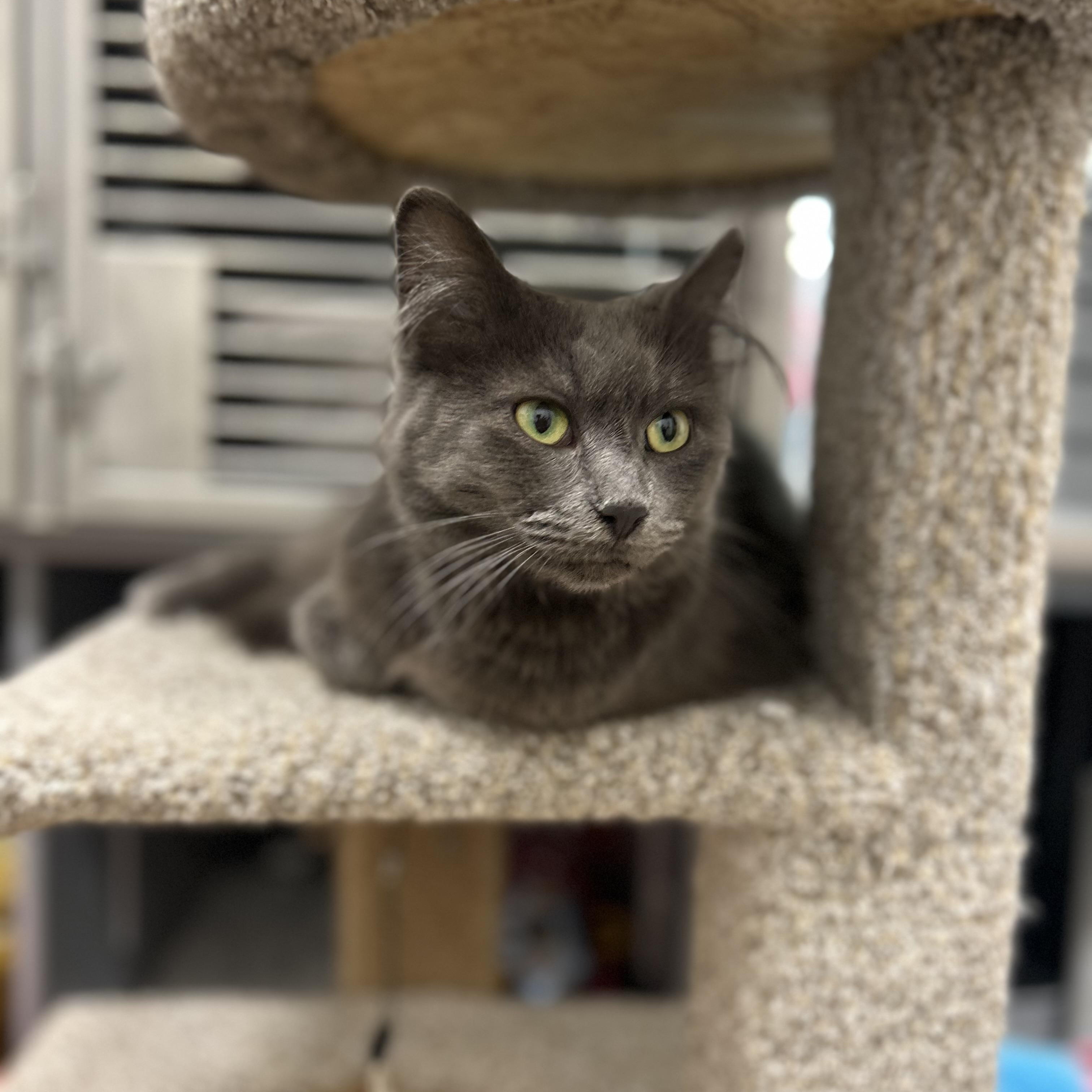 Smokey, a ADOPTABLE Domestic Medium Hair in Columbus , OH image 4/5