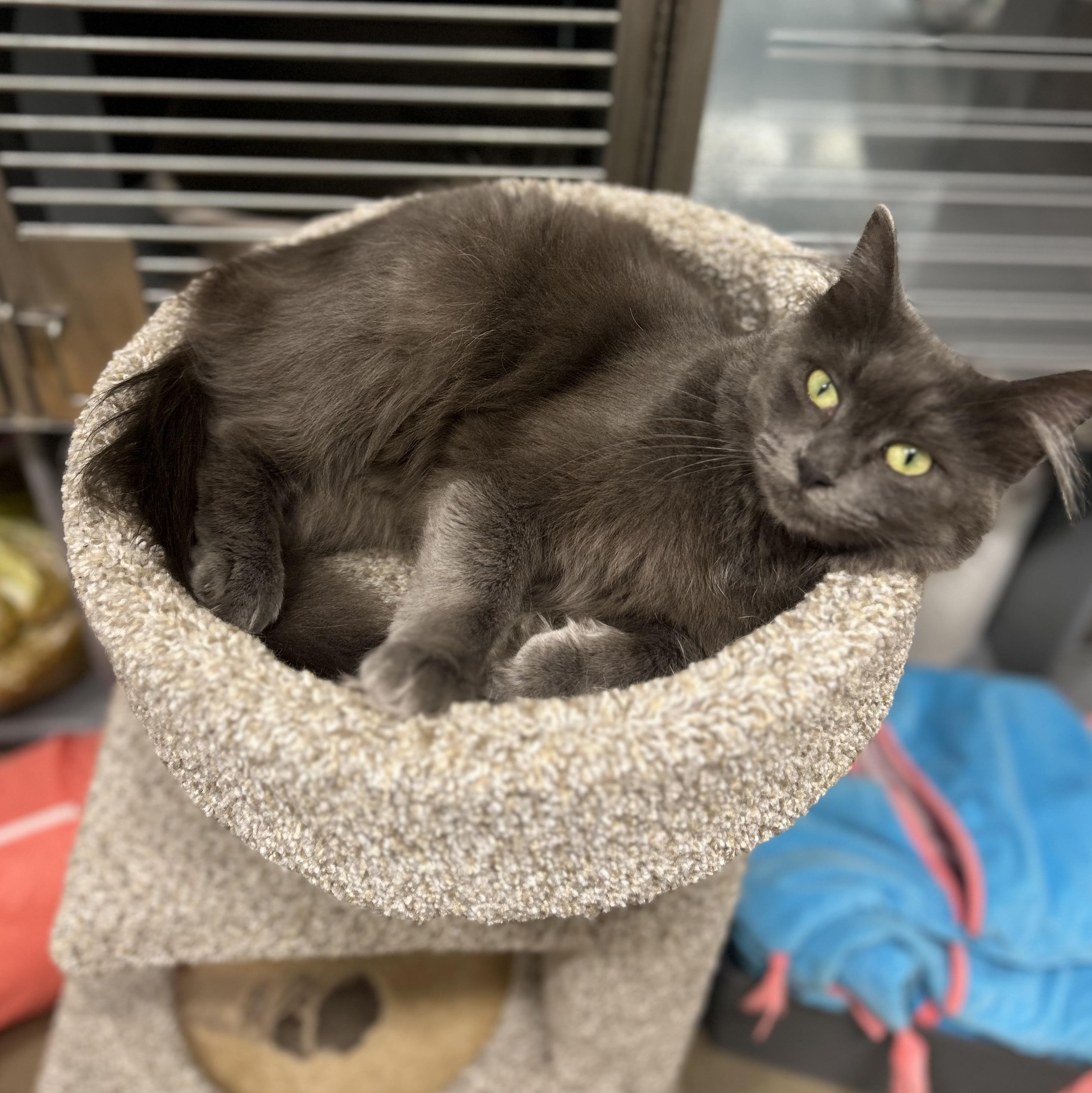 Smokey, a ADOPTABLE Domestic Medium Hair in Columbus , OH image 3/5