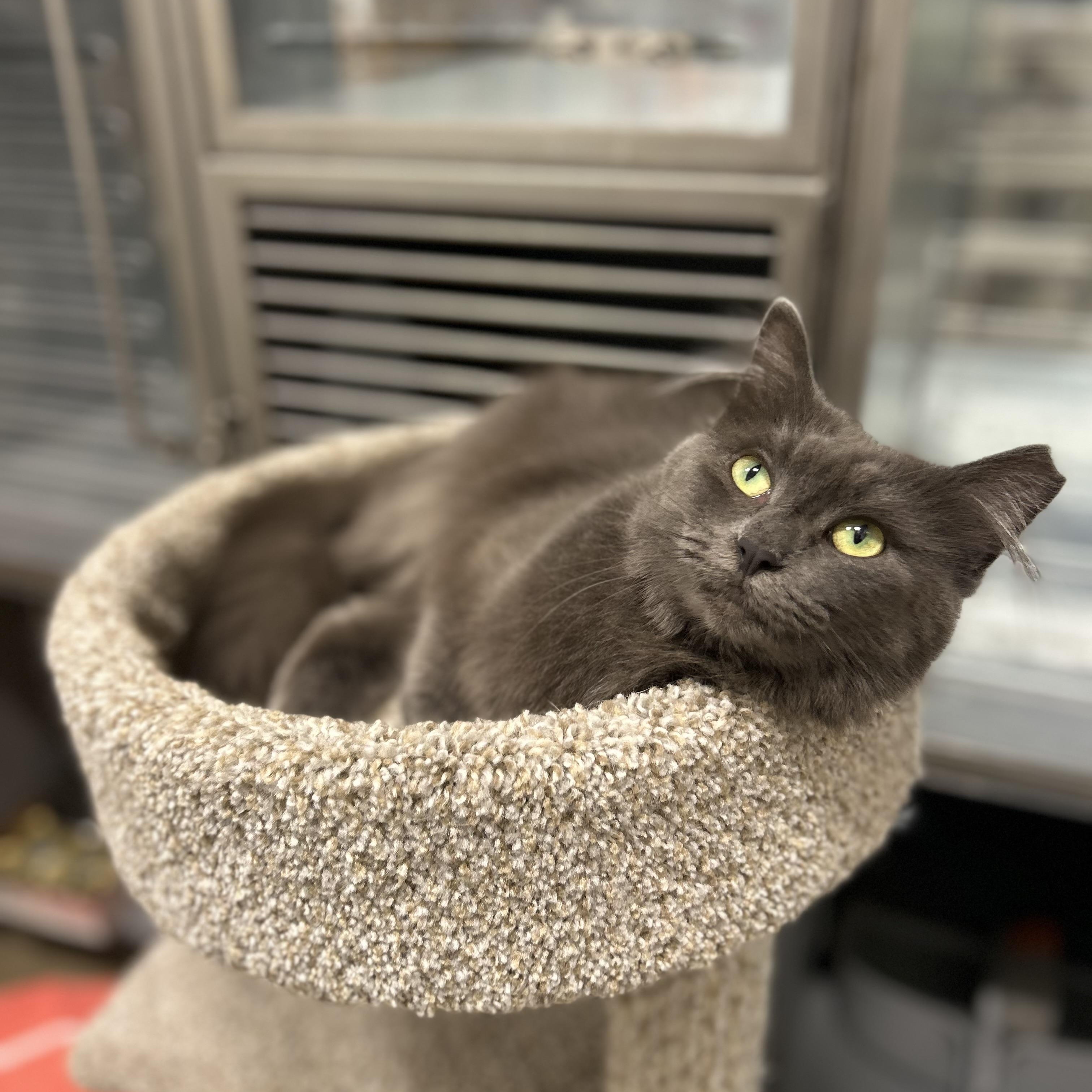 Smokey, a ADOPTABLE Domestic Medium Hair in Columbus , OH image 5/5