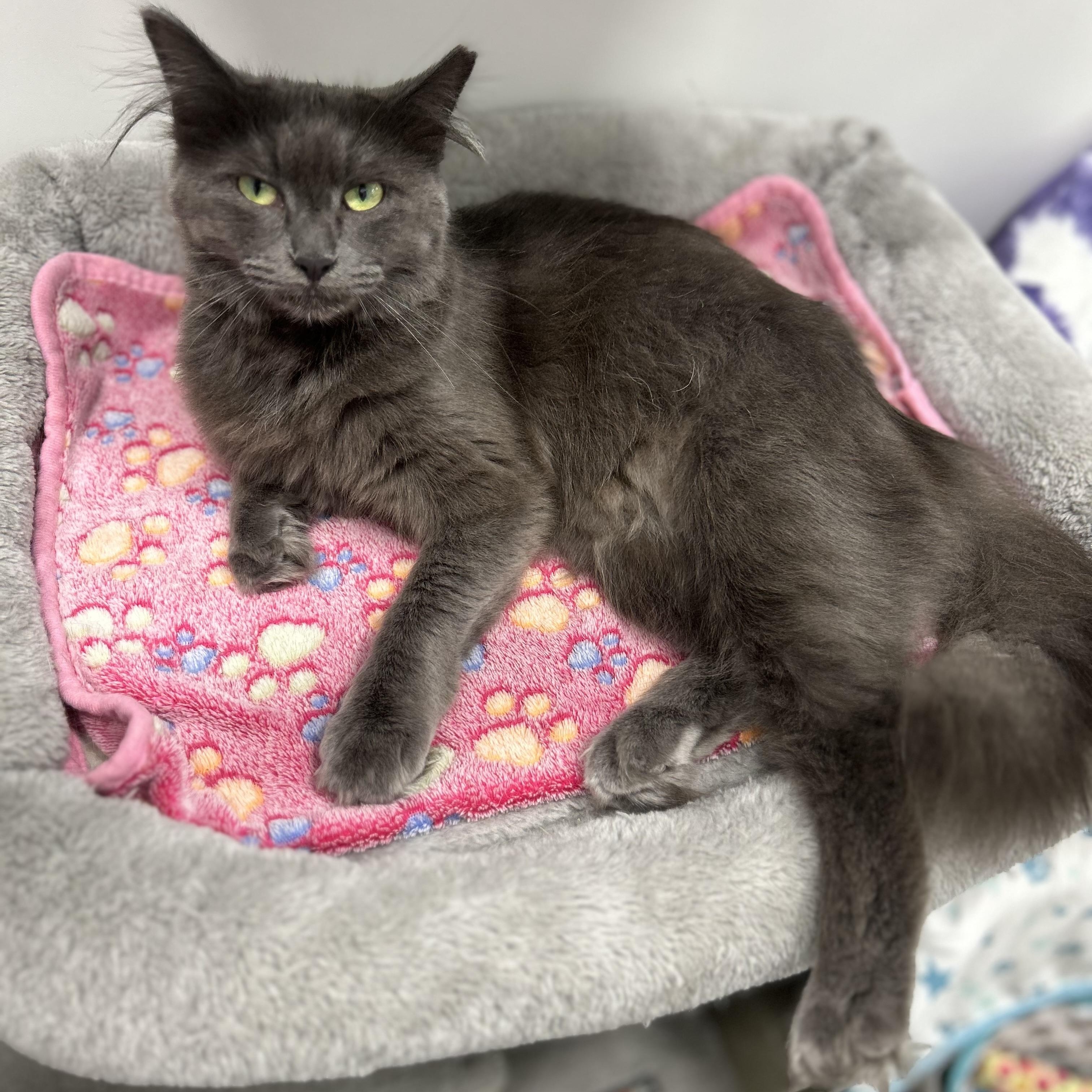 Smokey, a ADOPTABLE Domestic Medium Hair in Columbus , OH image 2/5