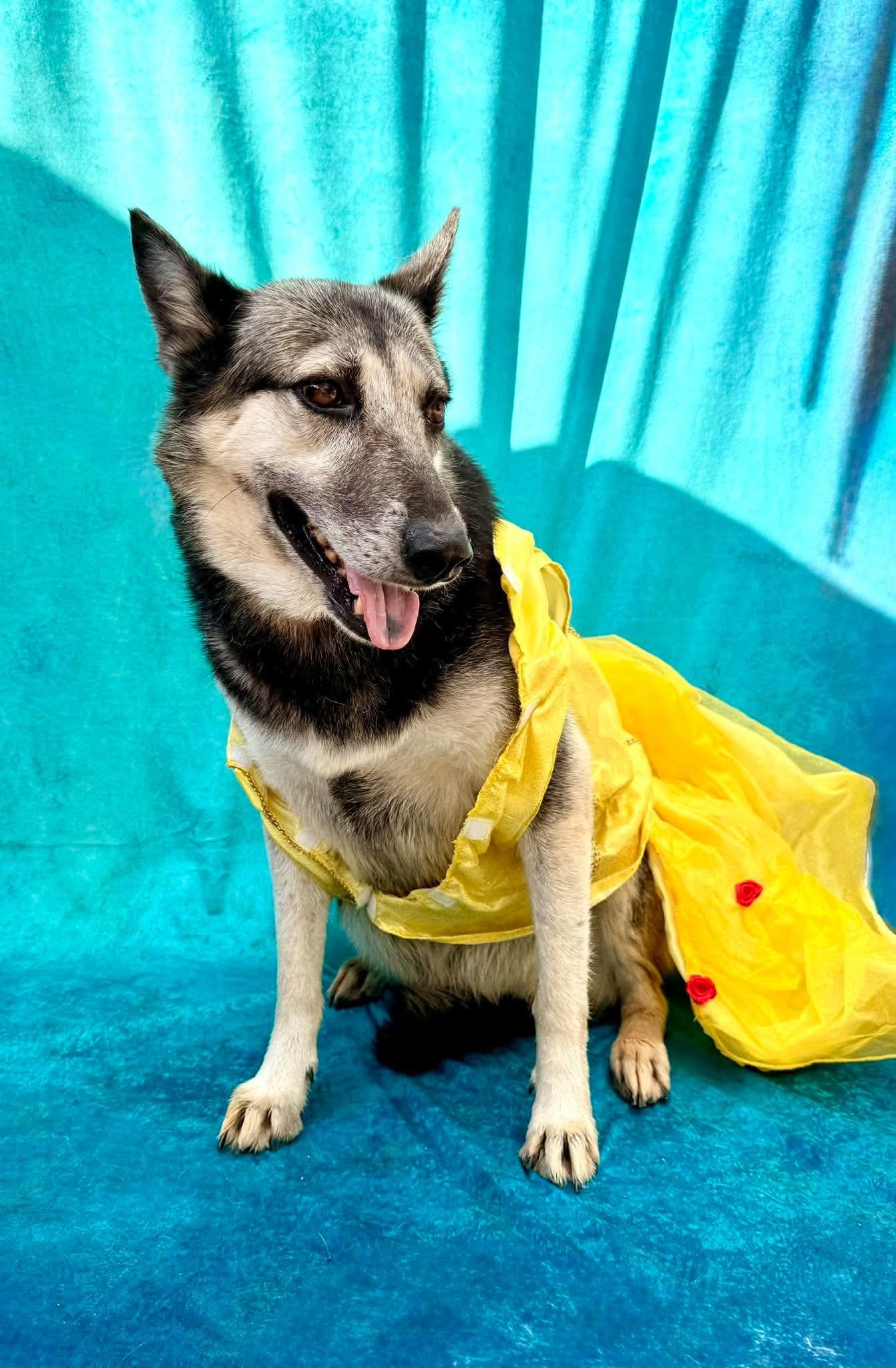 Enlarge Luna, a Adoptable mixed breed in Nashua, NH image 5/6