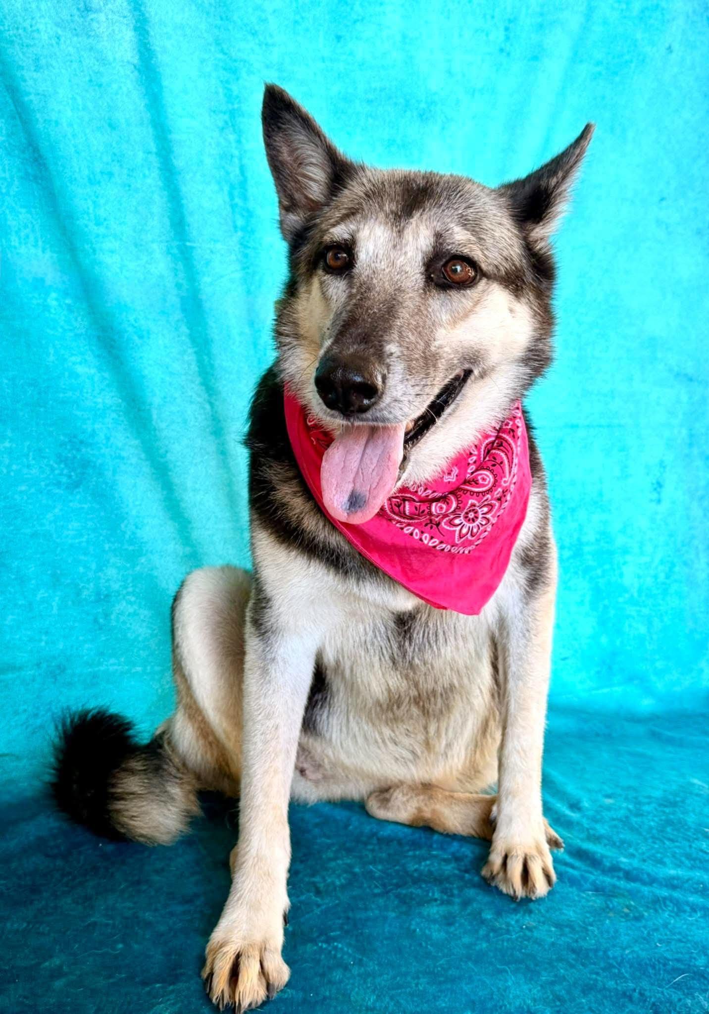 Enlarge Luna, a Adoptable mixed breed in Nashua, NH image 3/6