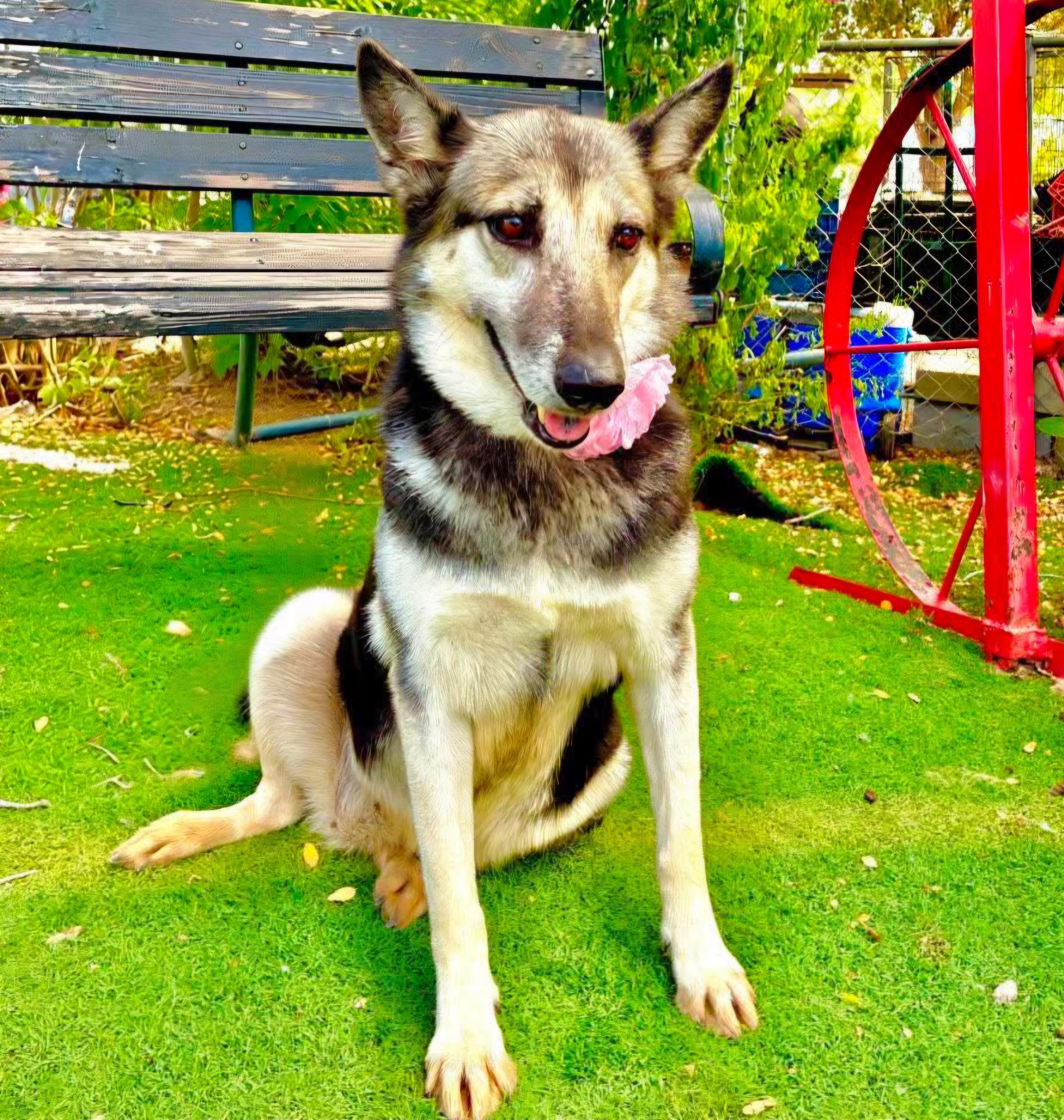 Enlarge Luna, a Adoptable mixed breed in Nashua, NH image 2/6