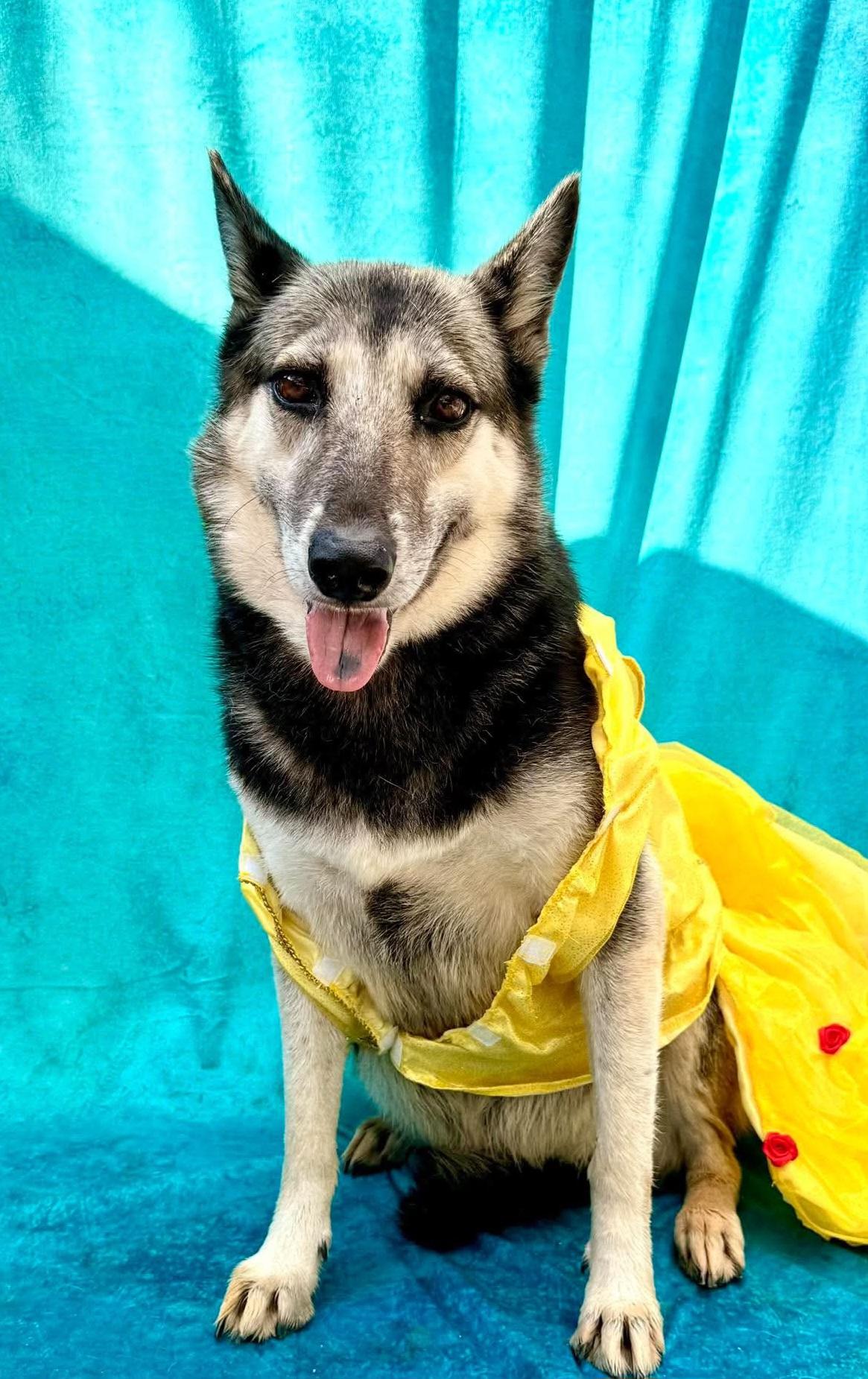 Luna, Adoptable, Adult Female German Shepherd Dog & Siberian Husky.