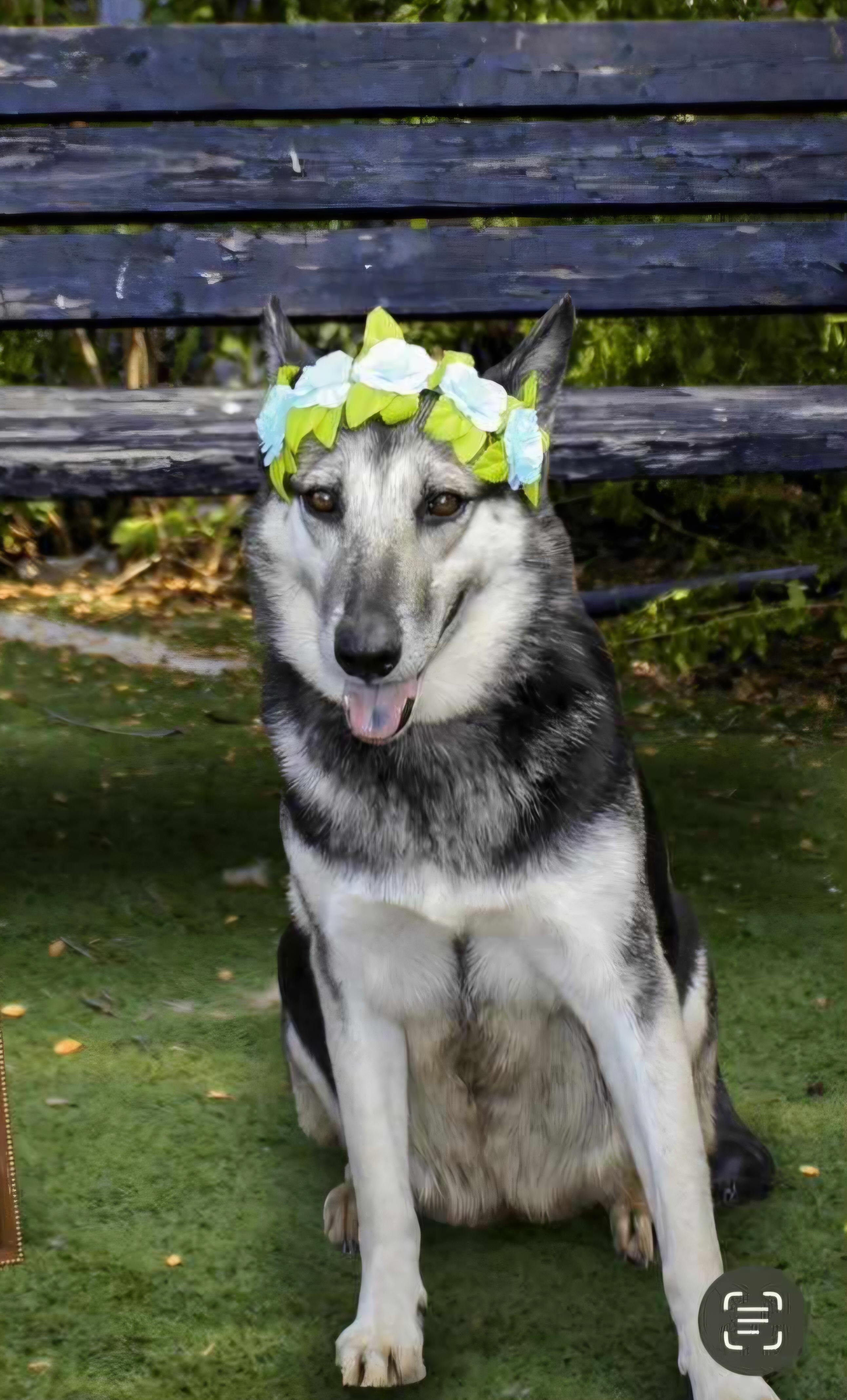 Enlarge Luna, a Adoptable mixed breed in Nashua, NH image 4/6