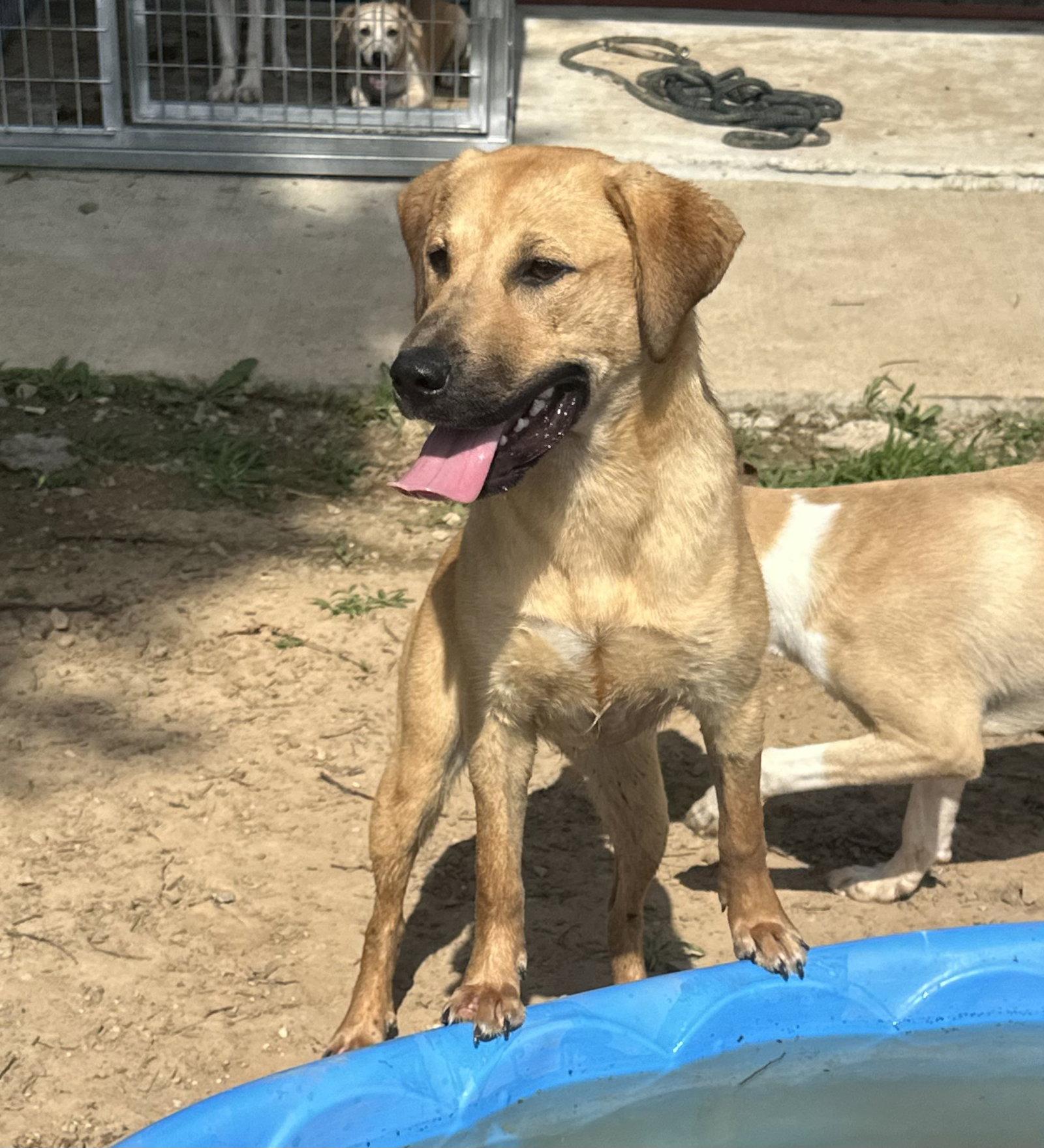 Enlarge Darcy, a Adoptable mixed breed in Corning, AR image 1/3
