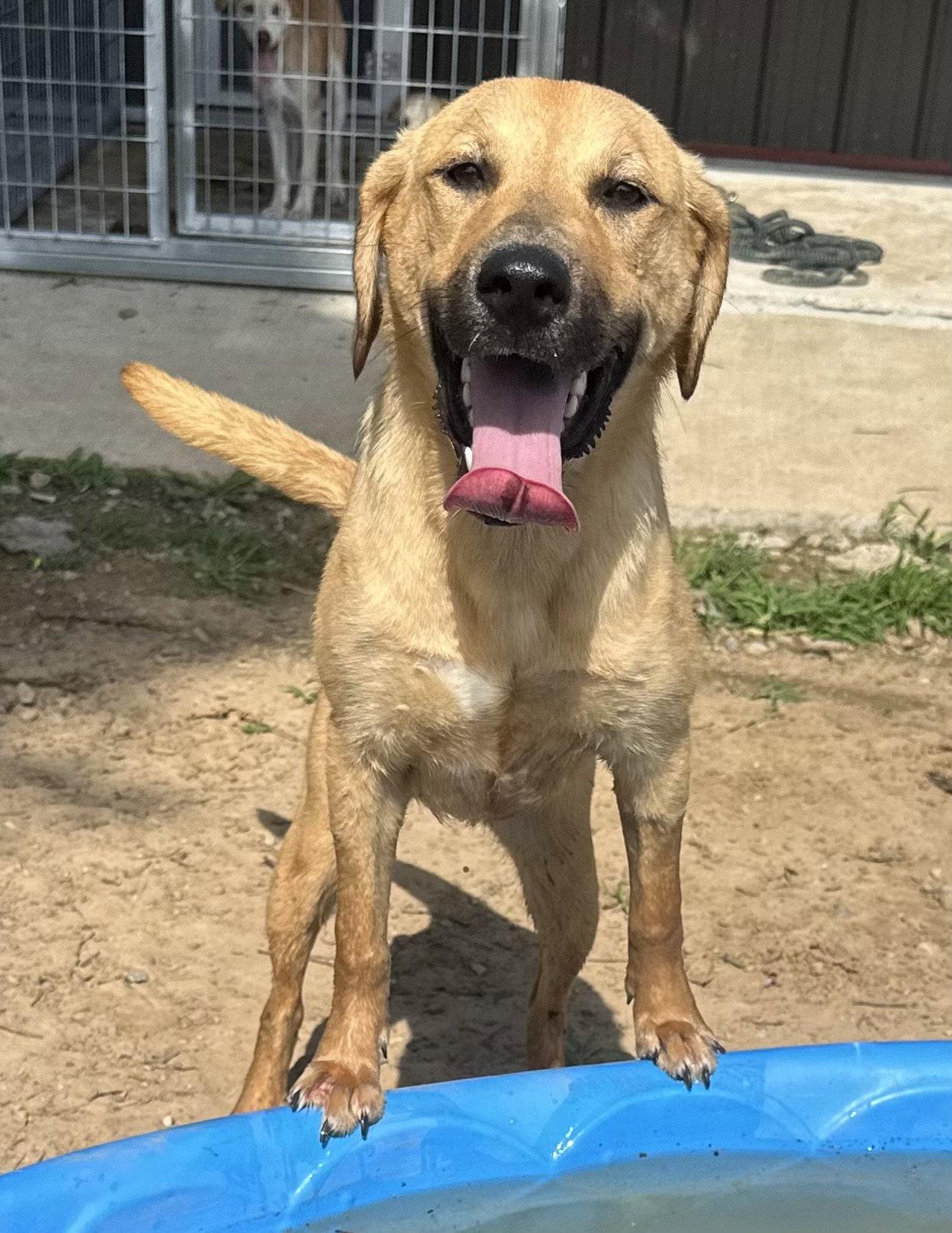 Enlarge Darcy, a Adoptable mixed breed in Corning, AR image 2/3