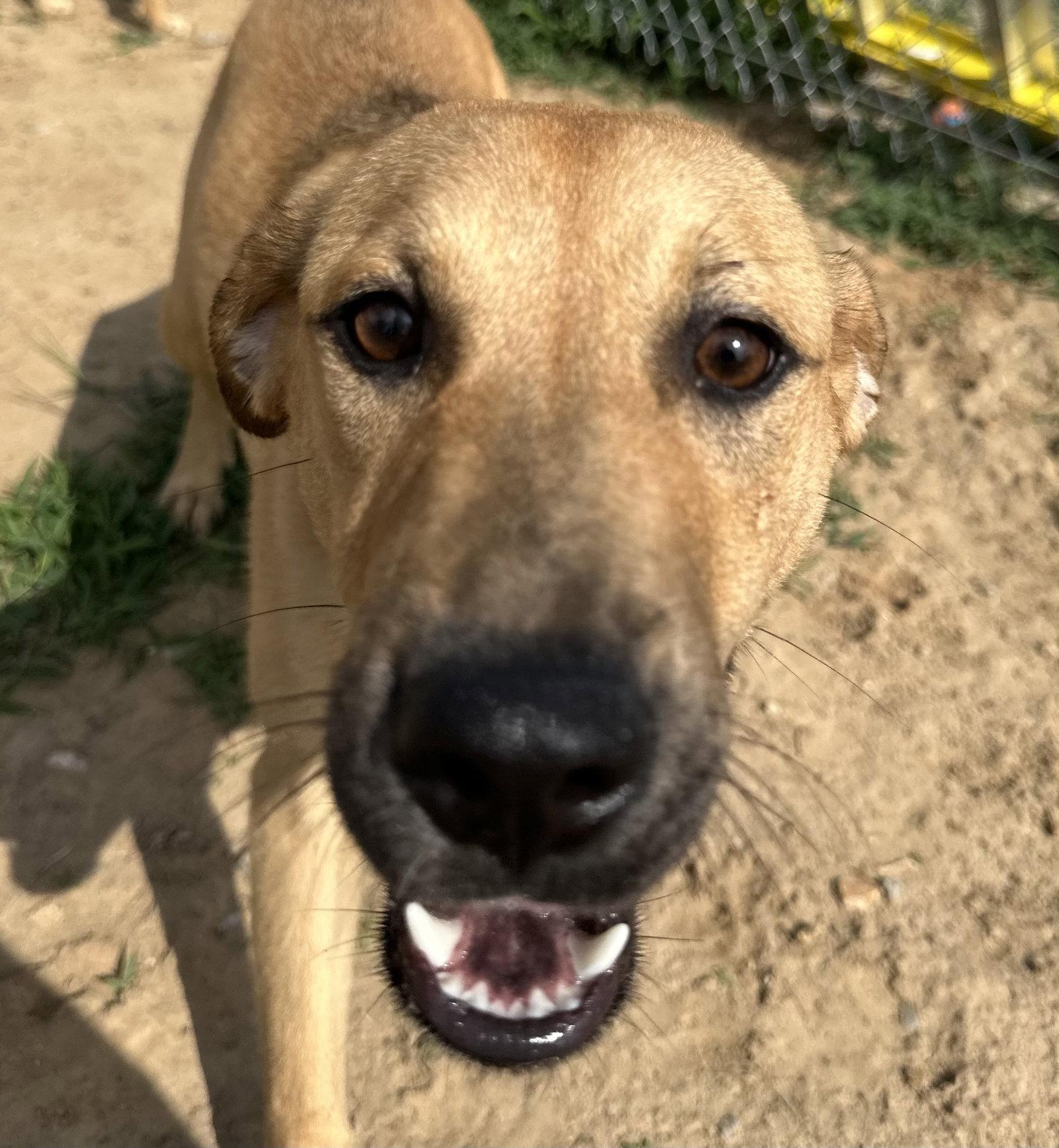 Enlarge Darcy, a Adoptable mixed breed in Corning, AR image 3/3