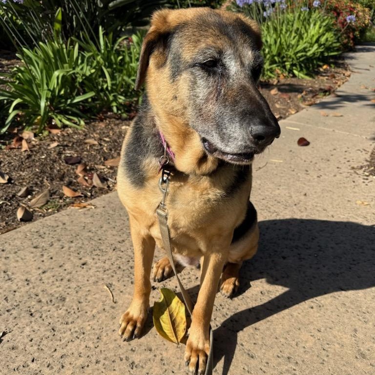 Jade, a ADOPTABLE German Shepherd Dog in Goleta, CA image 1/2
