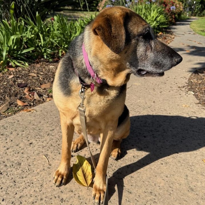 Jade, a ADOPTABLE German Shepherd Dog in Goleta, CA image 2/2
