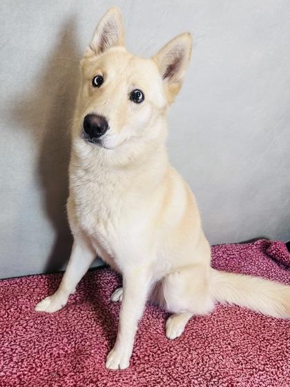 Dutch, Adoptable, Adult Male Husky & Shepherd.