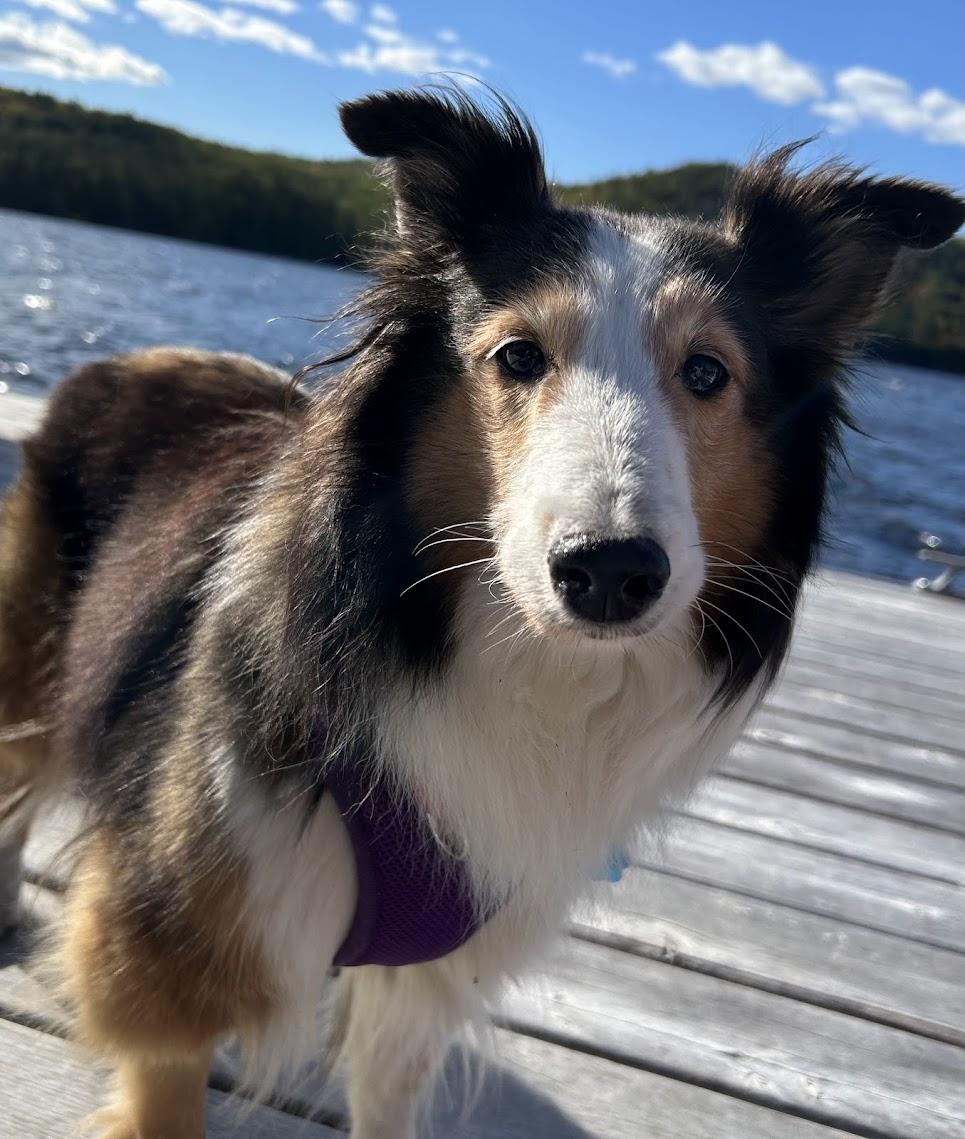 Enlarge Glory, a Adopted Shetland Sheepdog / Sheltie in Portland, ME image 3/6