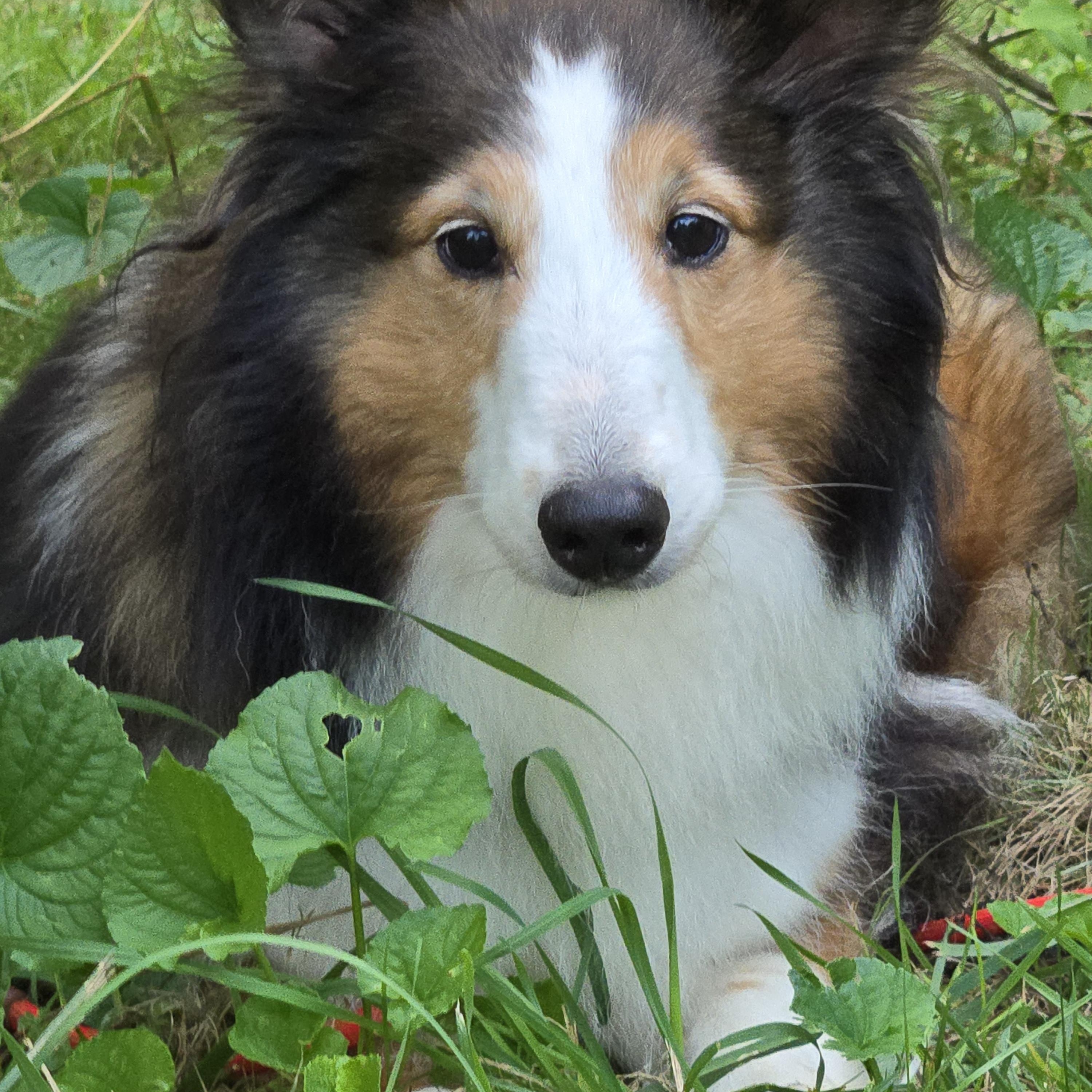 Enlarge Glory, a Adopted Shetland Sheepdog / Sheltie in Portland, ME image 1/6