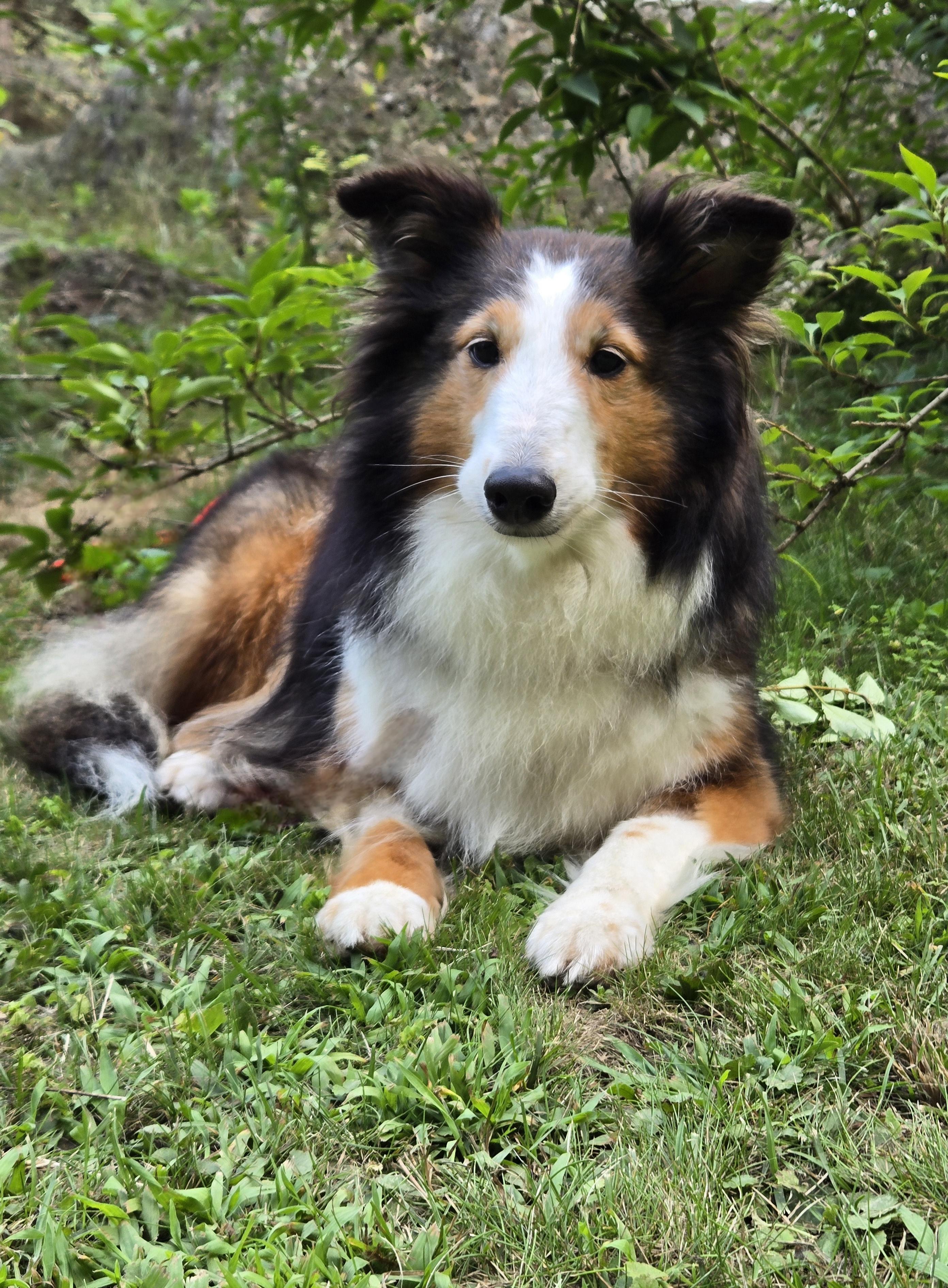 Enlarge Glory, a Adopted Shetland Sheepdog / Sheltie in Portland, ME image 2/6