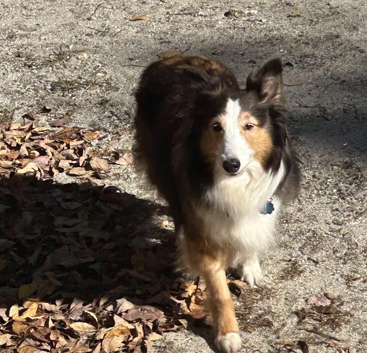 Enlarge Glory, a Adopted Shetland Sheepdog / Sheltie in Portland, ME image 4/6