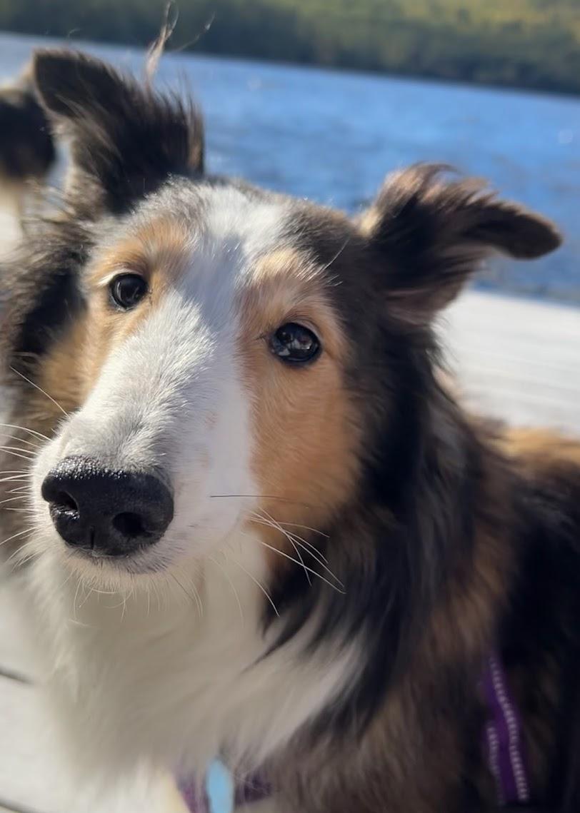 Enlarge Glory, a Adopted Shetland Sheepdog / Sheltie in Portland, ME image 5/6