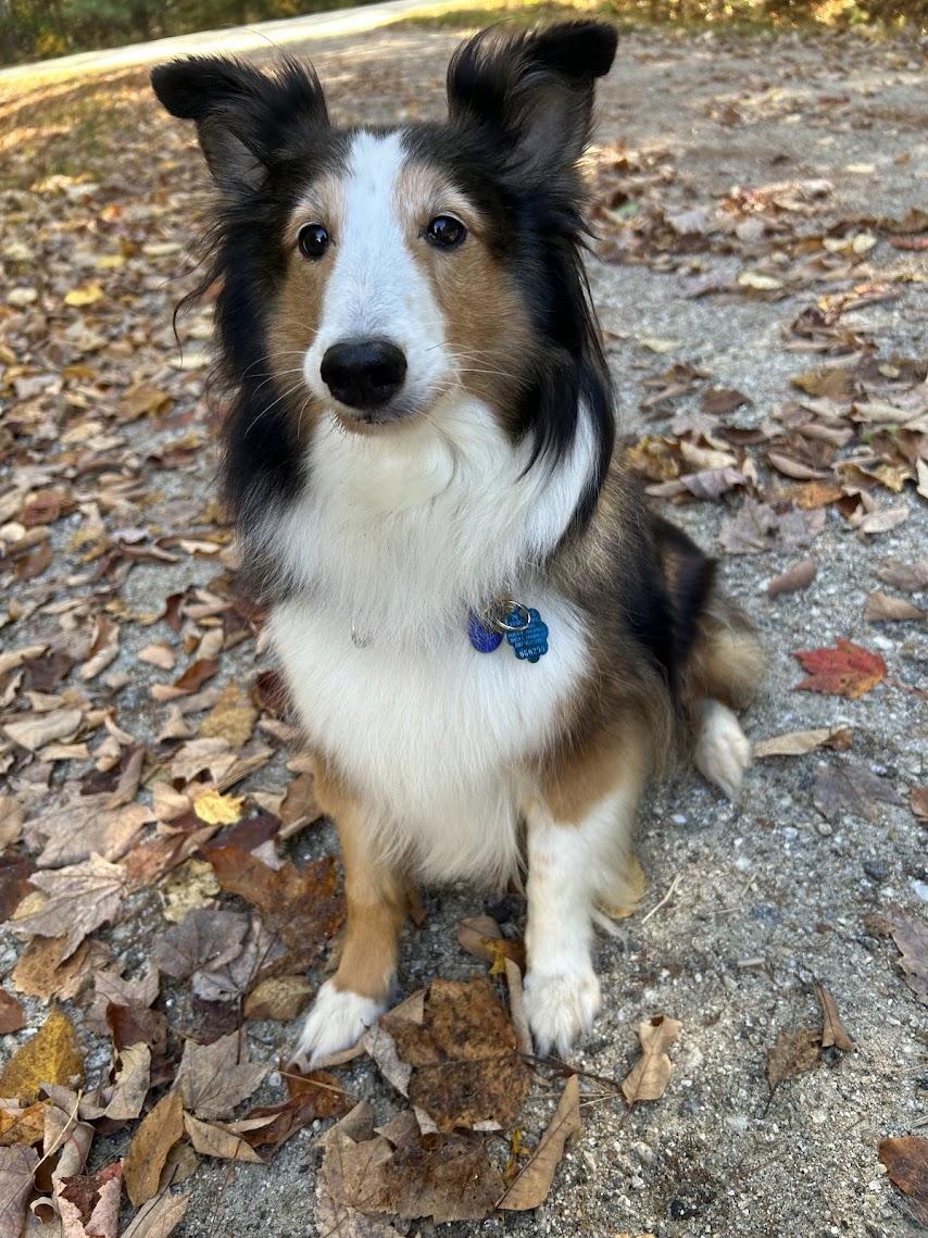 Enlarge Glory, a Adopted Shetland Sheepdog / Sheltie in Portland, ME image 6/6