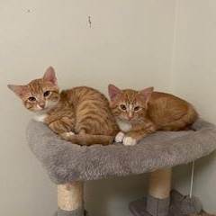 Lenny & Squiggy, a Adoptable Domestic Short Hair in Milwaukee, WI image 1/6