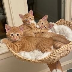 Lenny & Squiggy, Adoptable, Kitten Male Domestic Short Hair.