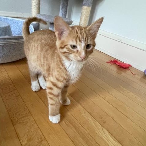 Lenny & Squiggy, a Adoptable Domestic Short Hair in Milwaukee, WI image 6/6