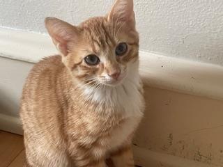 Lenny & Squiggy, a Adoptable Domestic Short Hair in Milwaukee, WI image 3/6