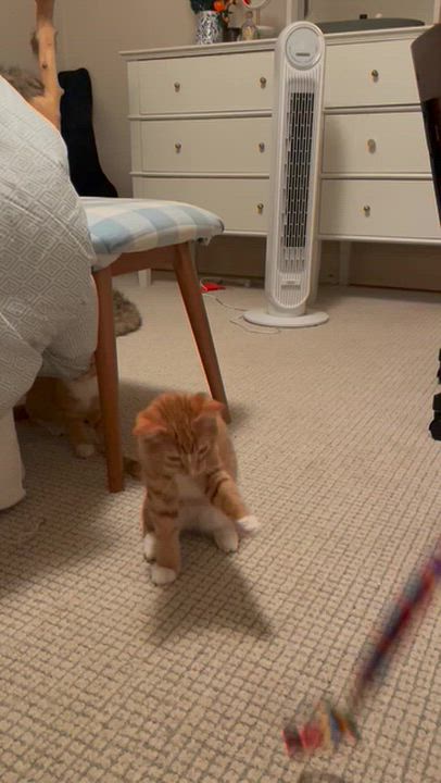 Enlarge Lenny & Squiggy, a Adoptable Domestic Short Hair in Milwaukee, WI video 5/6