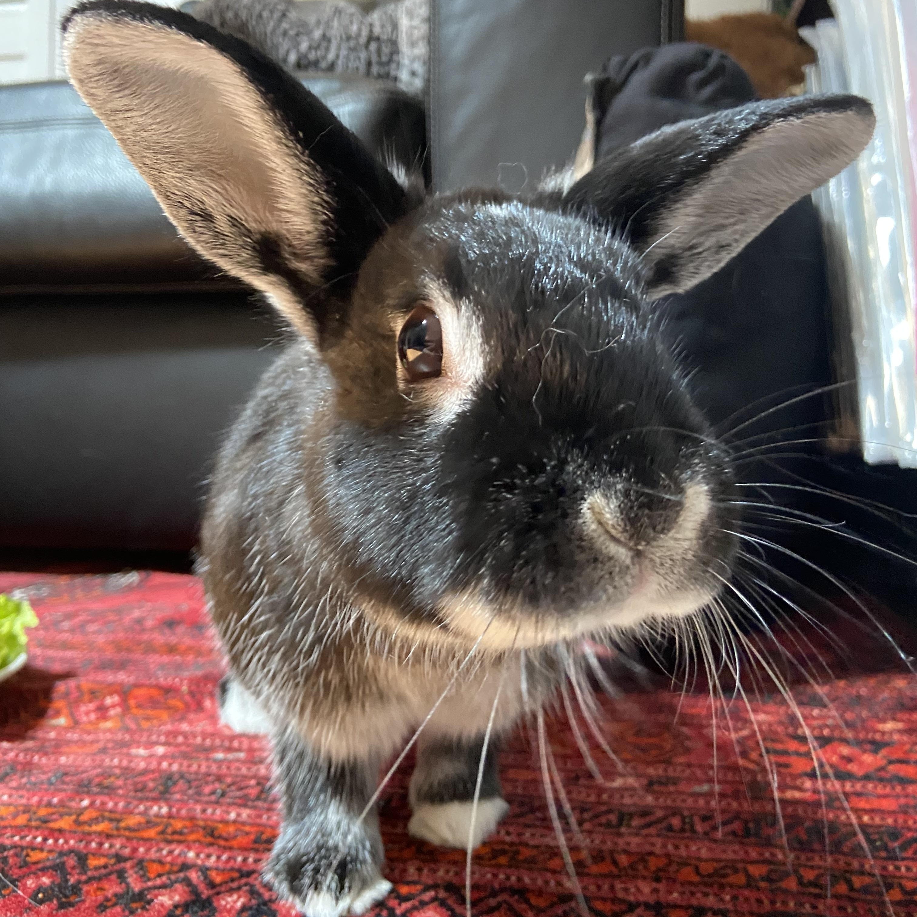 Pea, a ADOPTABLE Bunny Rabbit in Cambridge, ON image 3/6