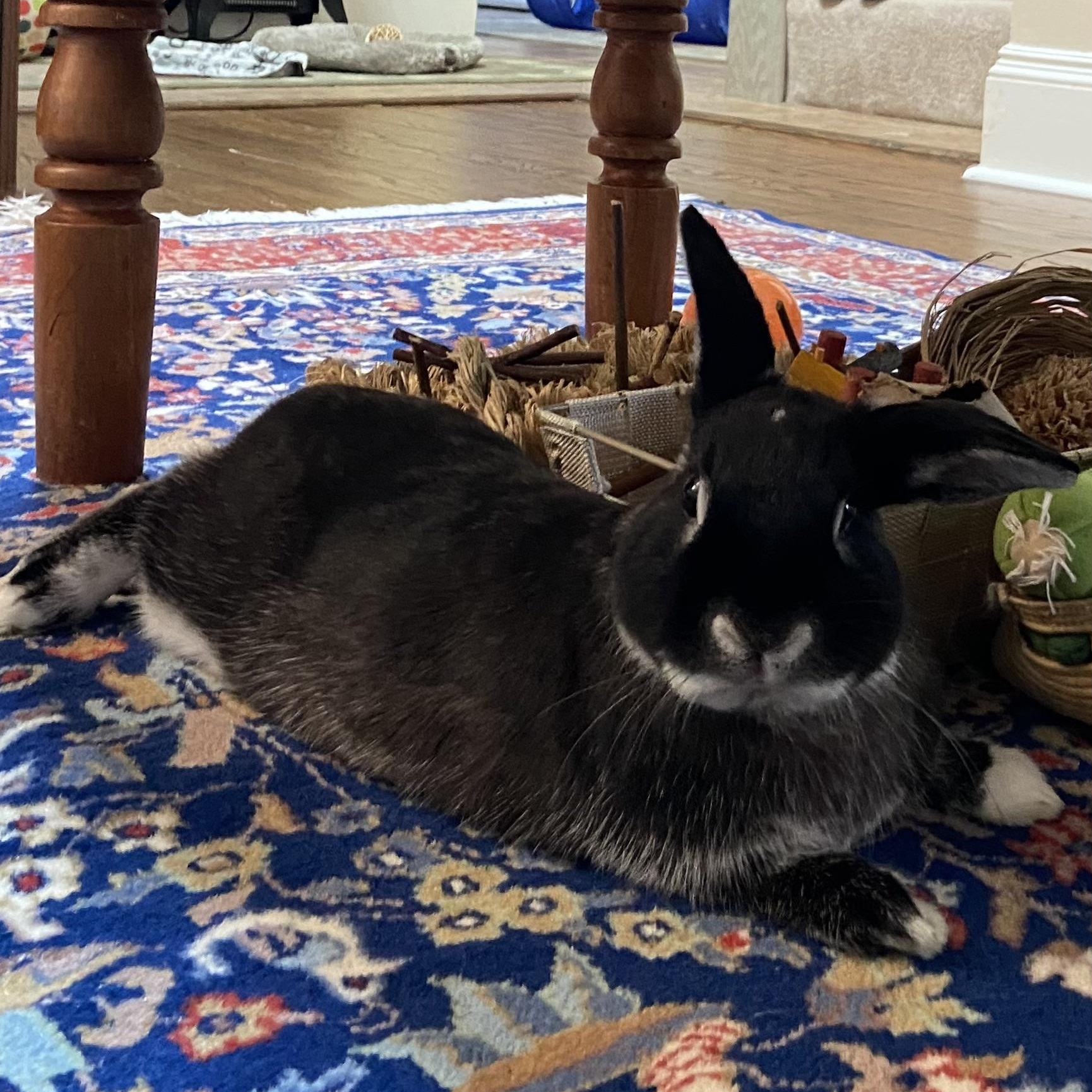 Pea, a ADOPTABLE Bunny Rabbit in Cambridge, ON image 4/6