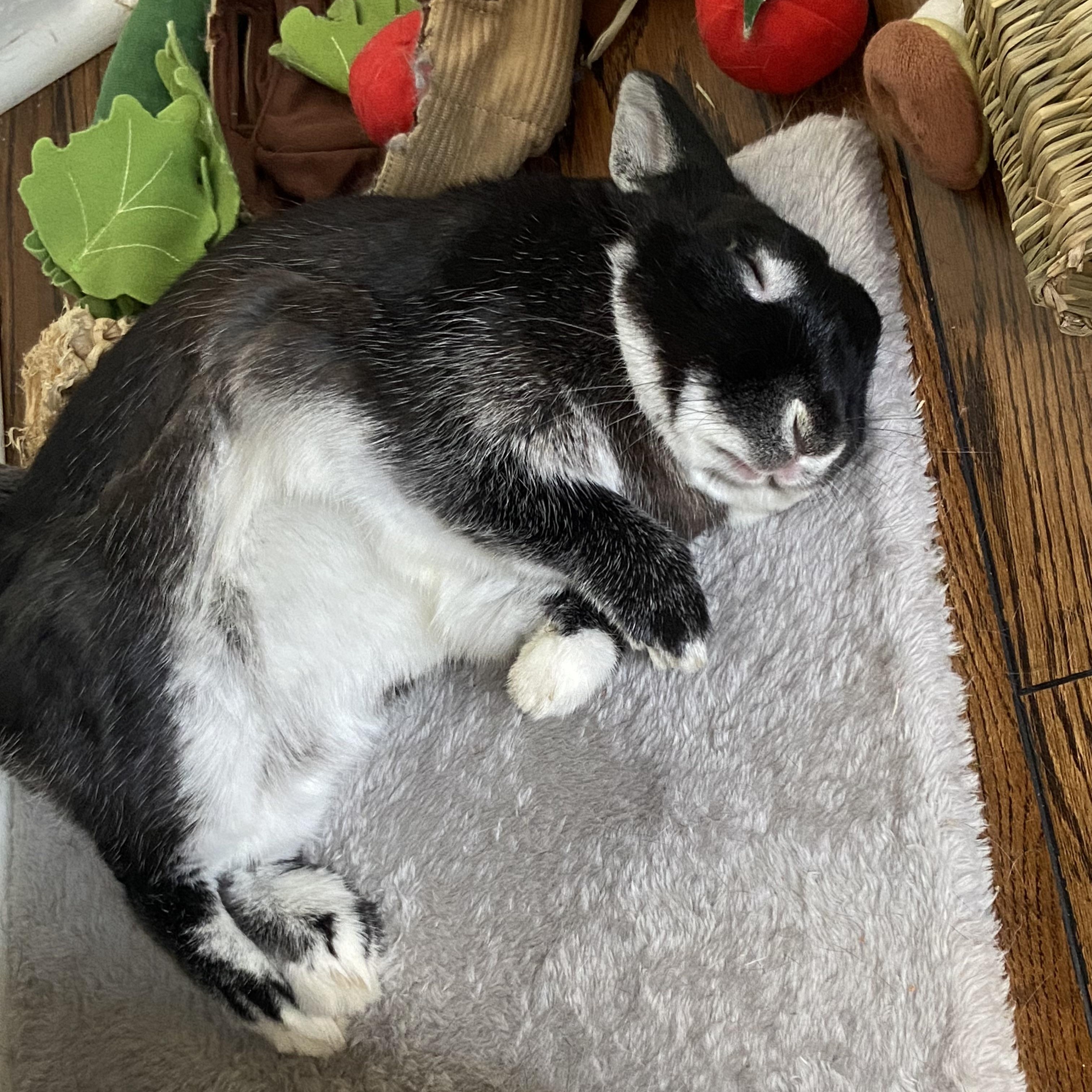 Pea, a ADOPTABLE Bunny Rabbit in Cambridge, ON image 2/6