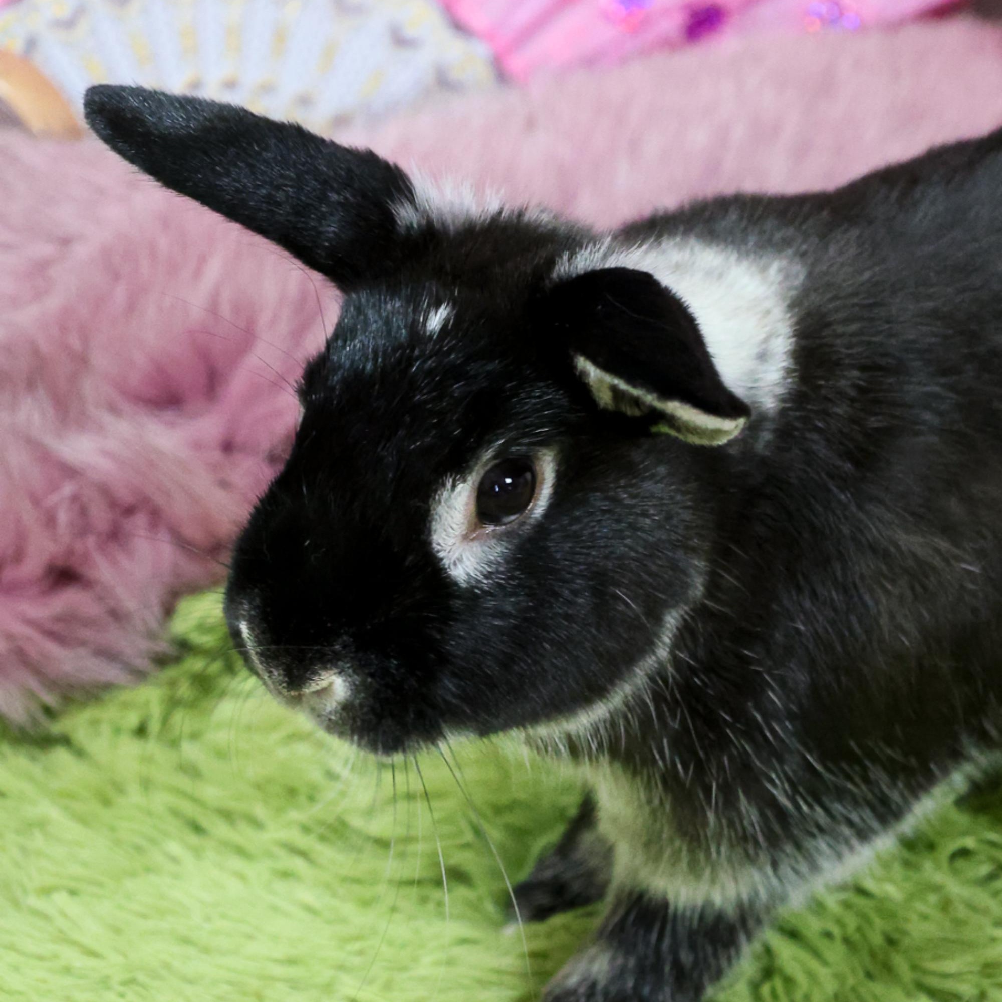 Pea, a ADOPTABLE Bunny Rabbit in Cambridge, ON image 6/6