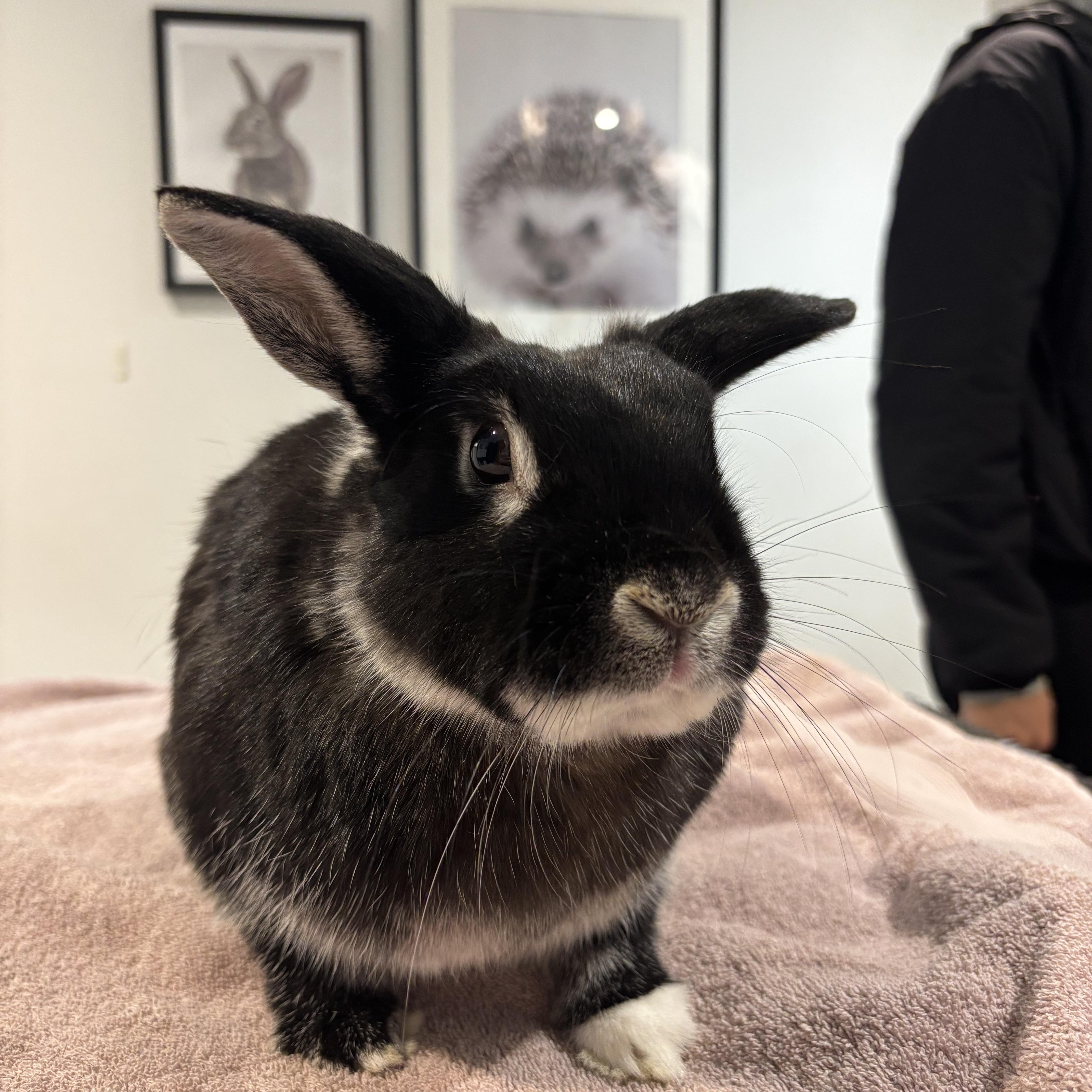 Pea, a ADOPTABLE Bunny Rabbit in Cambridge, ON image 5/6